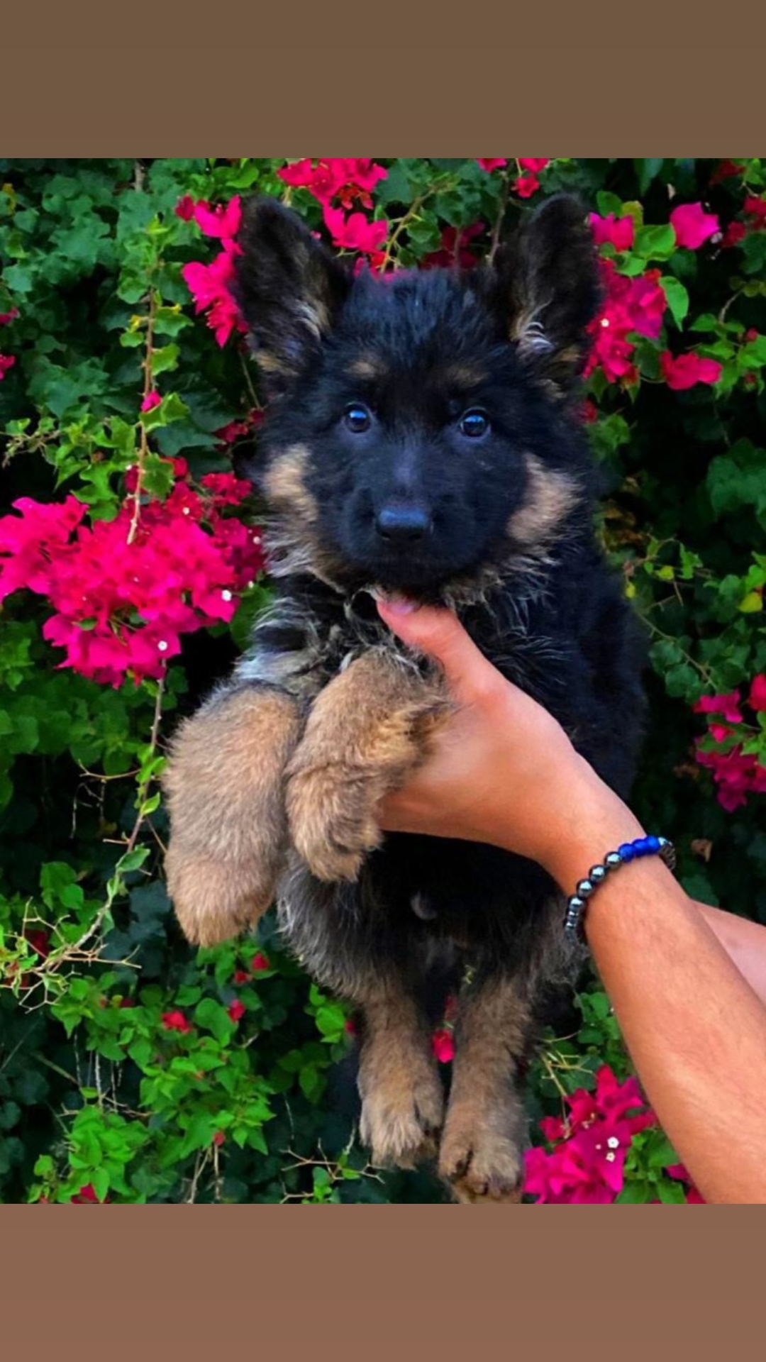 @Buzz the German Shepherd