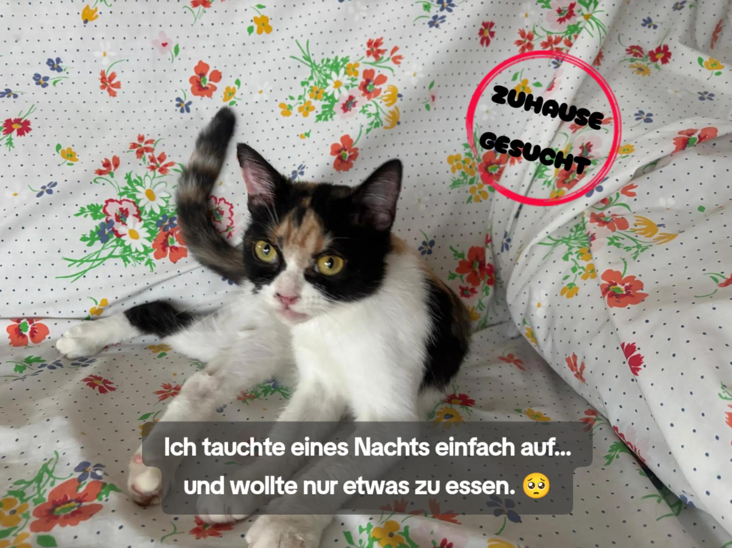 @Katzenblicke e.V.