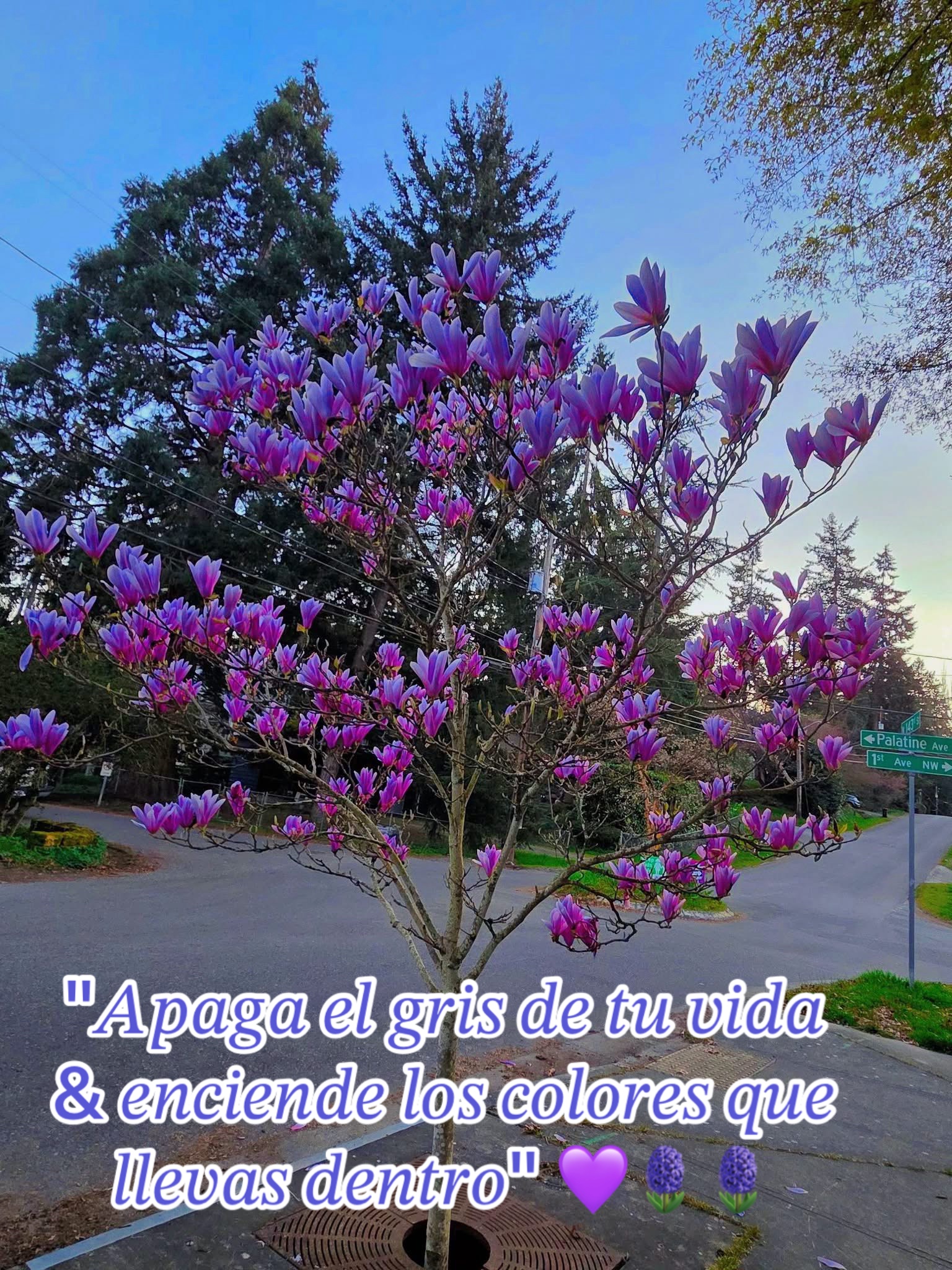 @🌻𝐋𝐮𝐜𝐲🫶🏼 🎤🩵