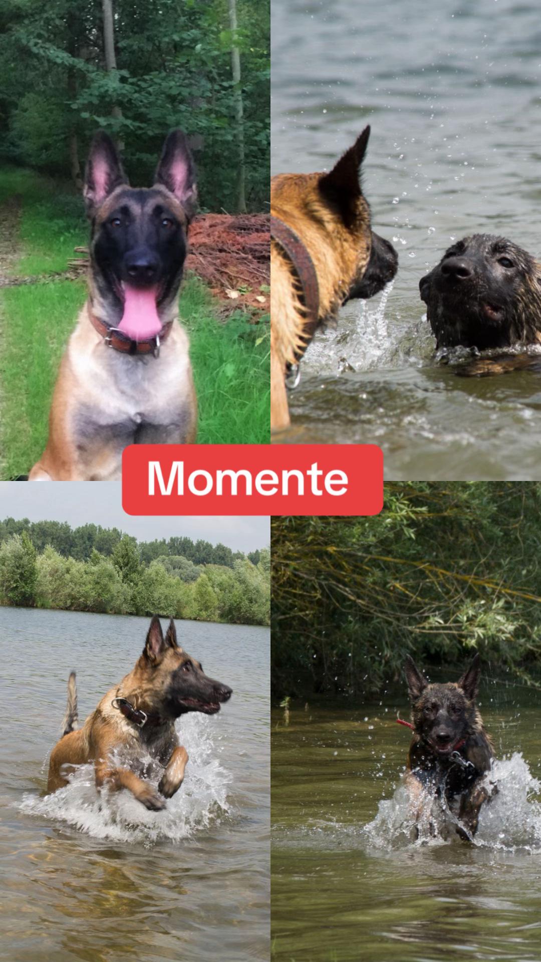 @malinois_und_ich