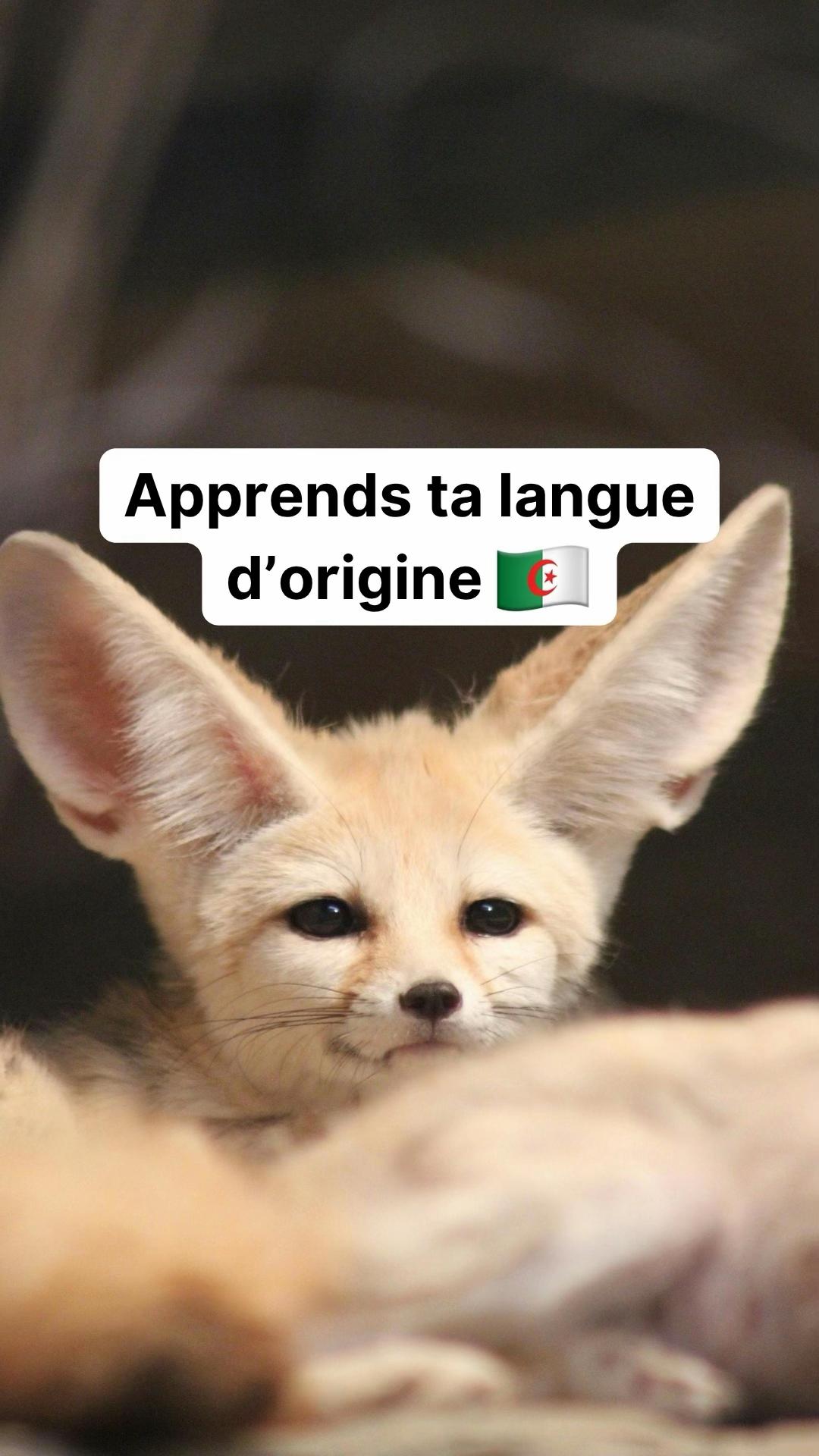 @parler_algerien