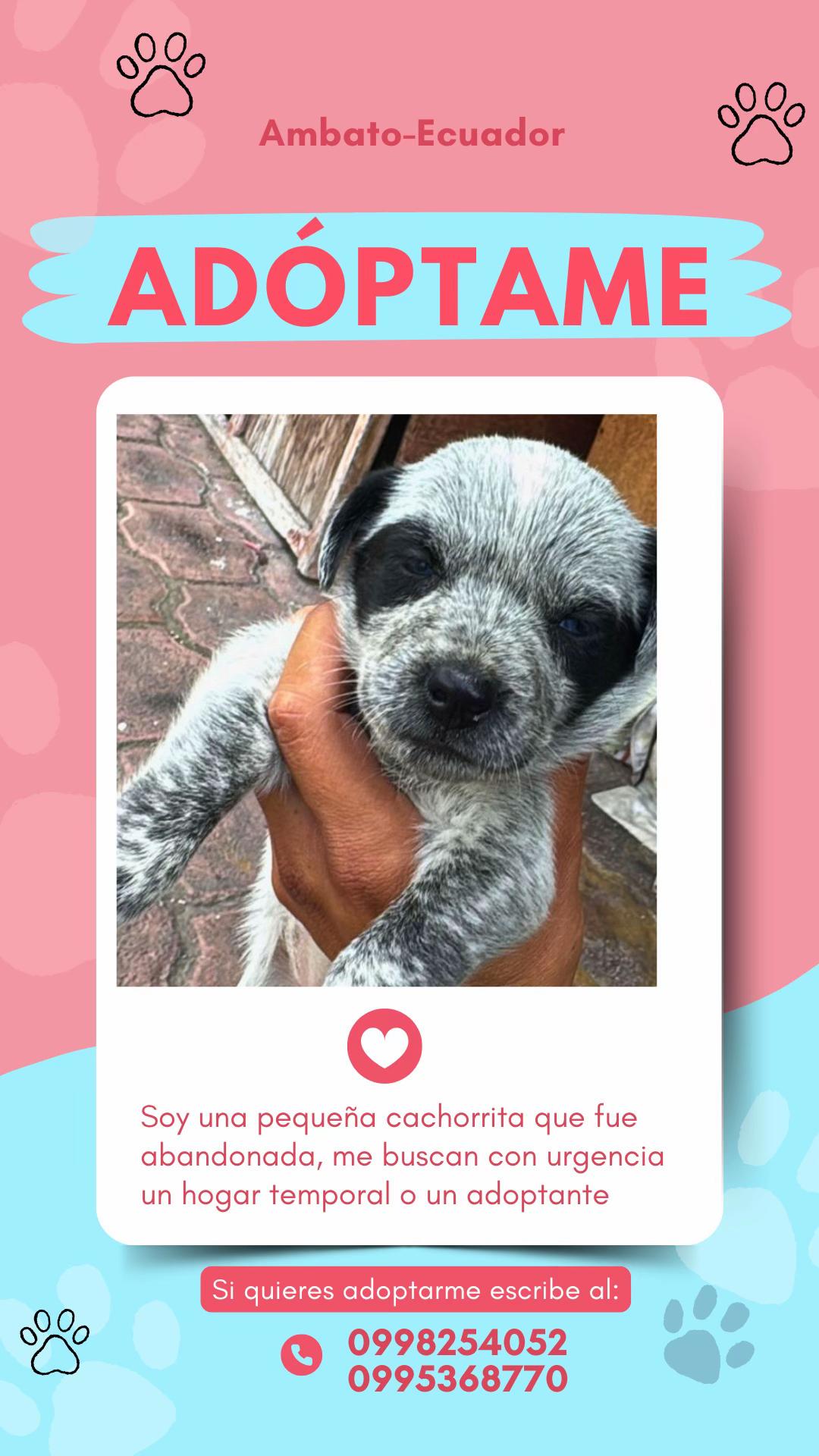 @Amigoscaninos_Ambato