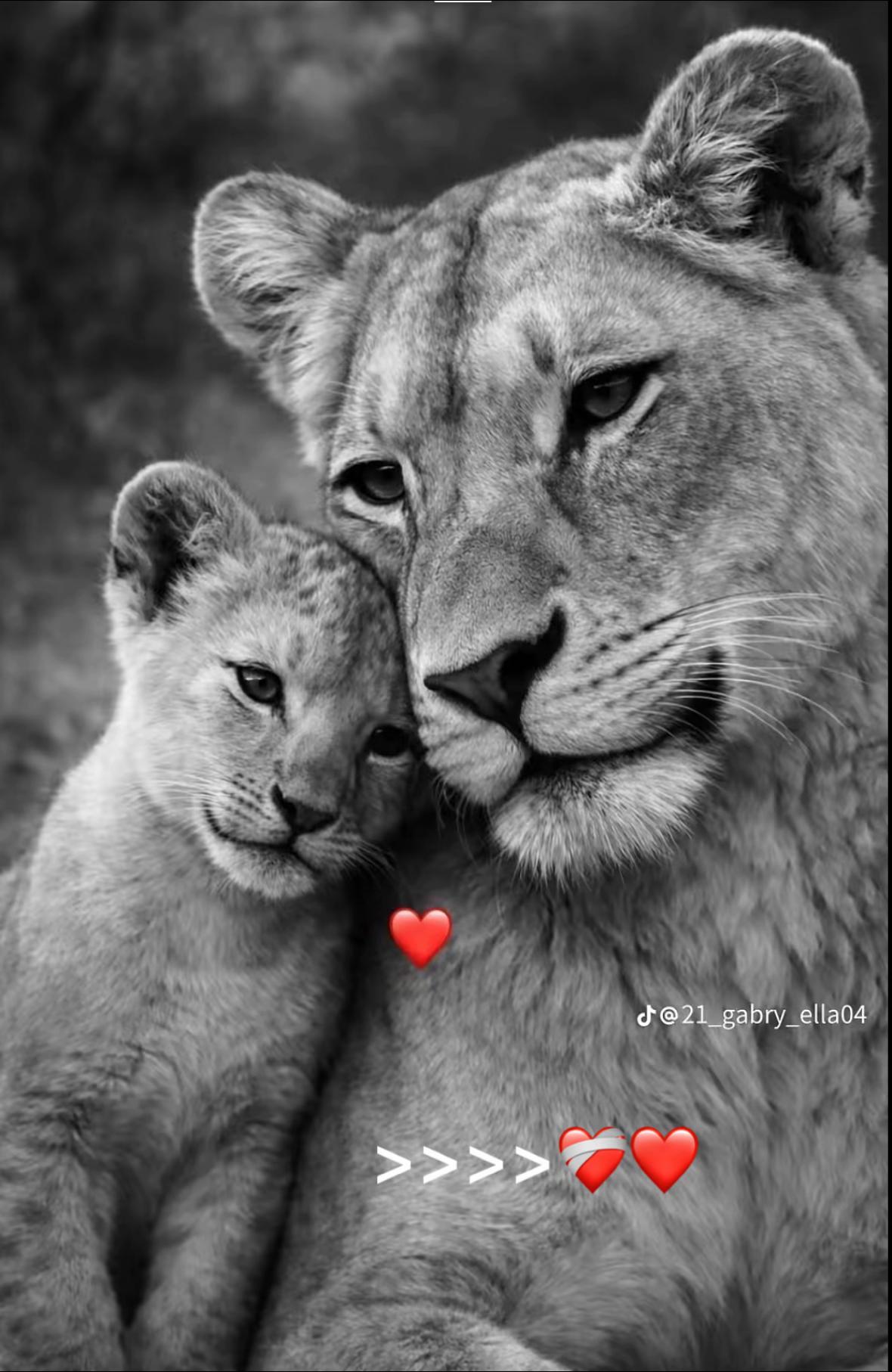@👑Leo Official 👑