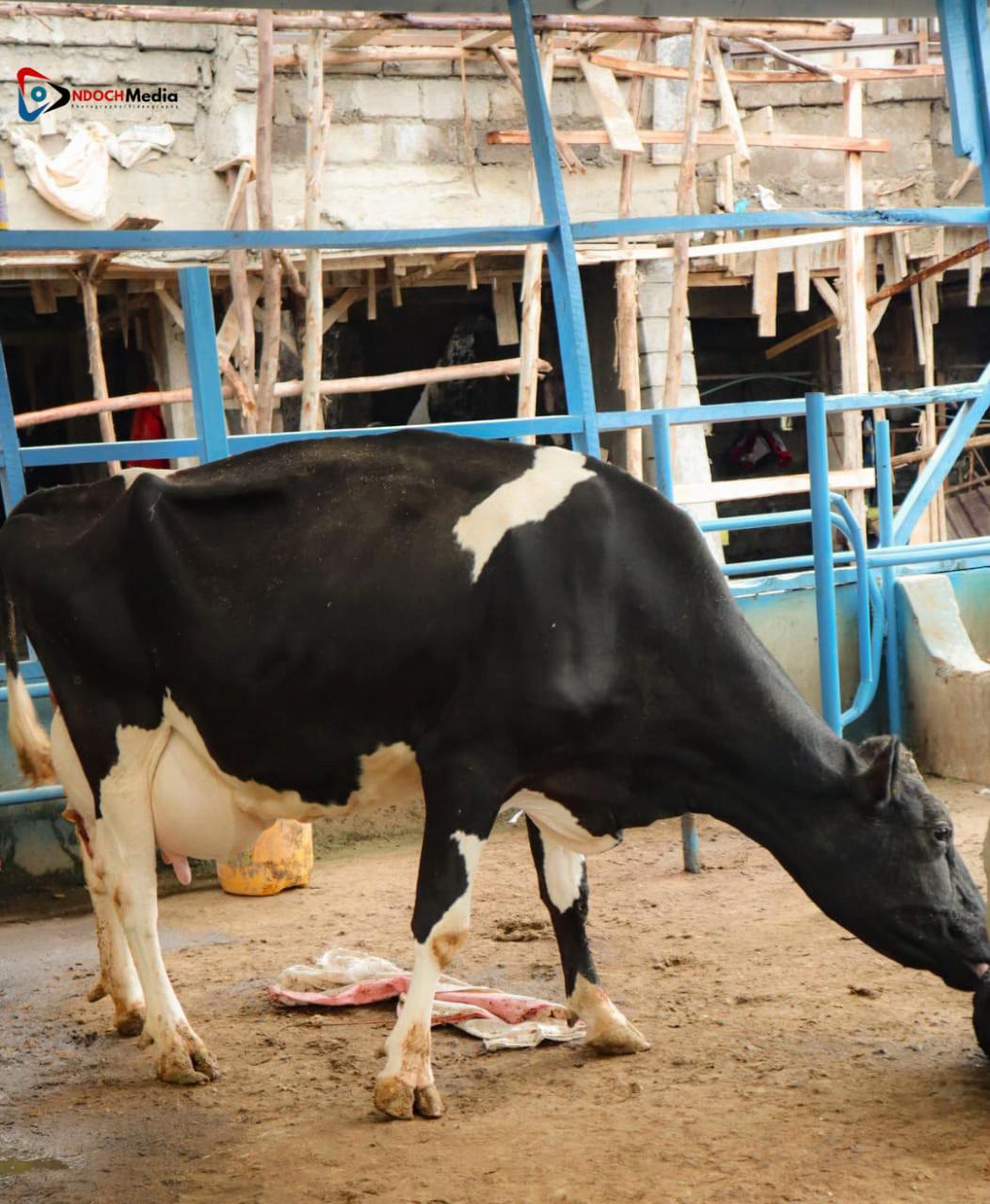@Sameer cattle breeders Ltd ✅️