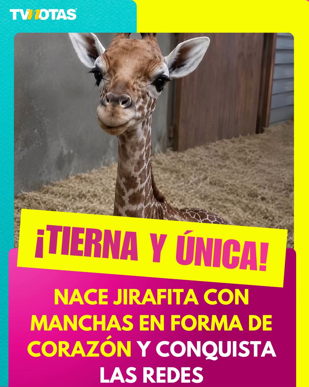 @Revista TVNotas
