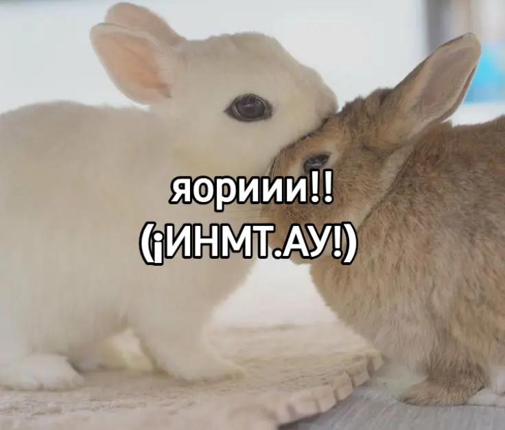 @чокопао 🍅