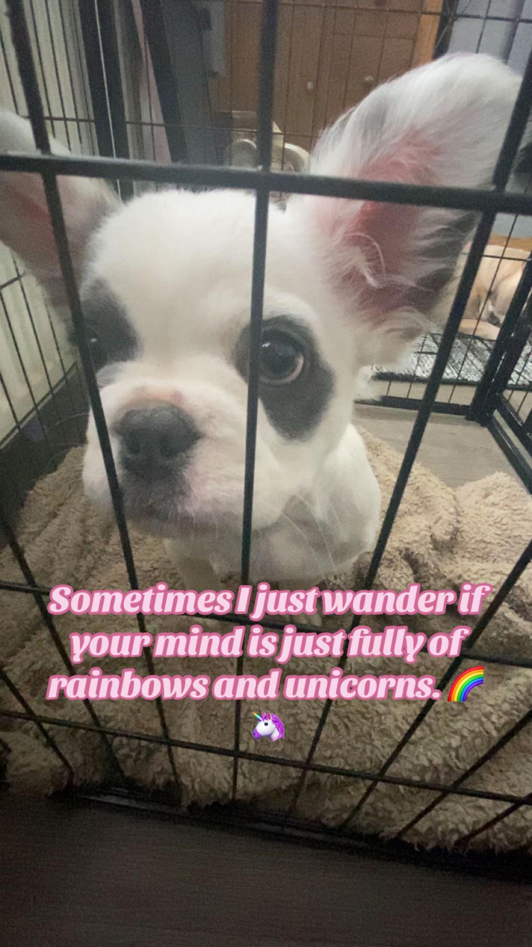 @Jessie 🐶