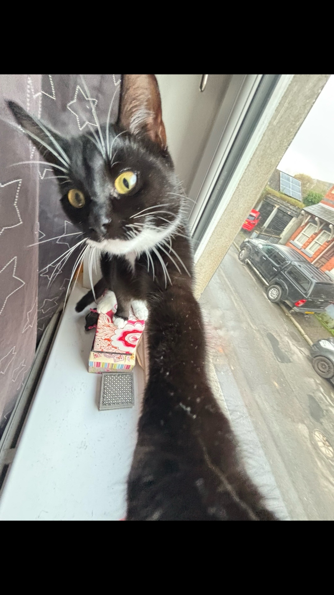@frankiethetuxedocat_