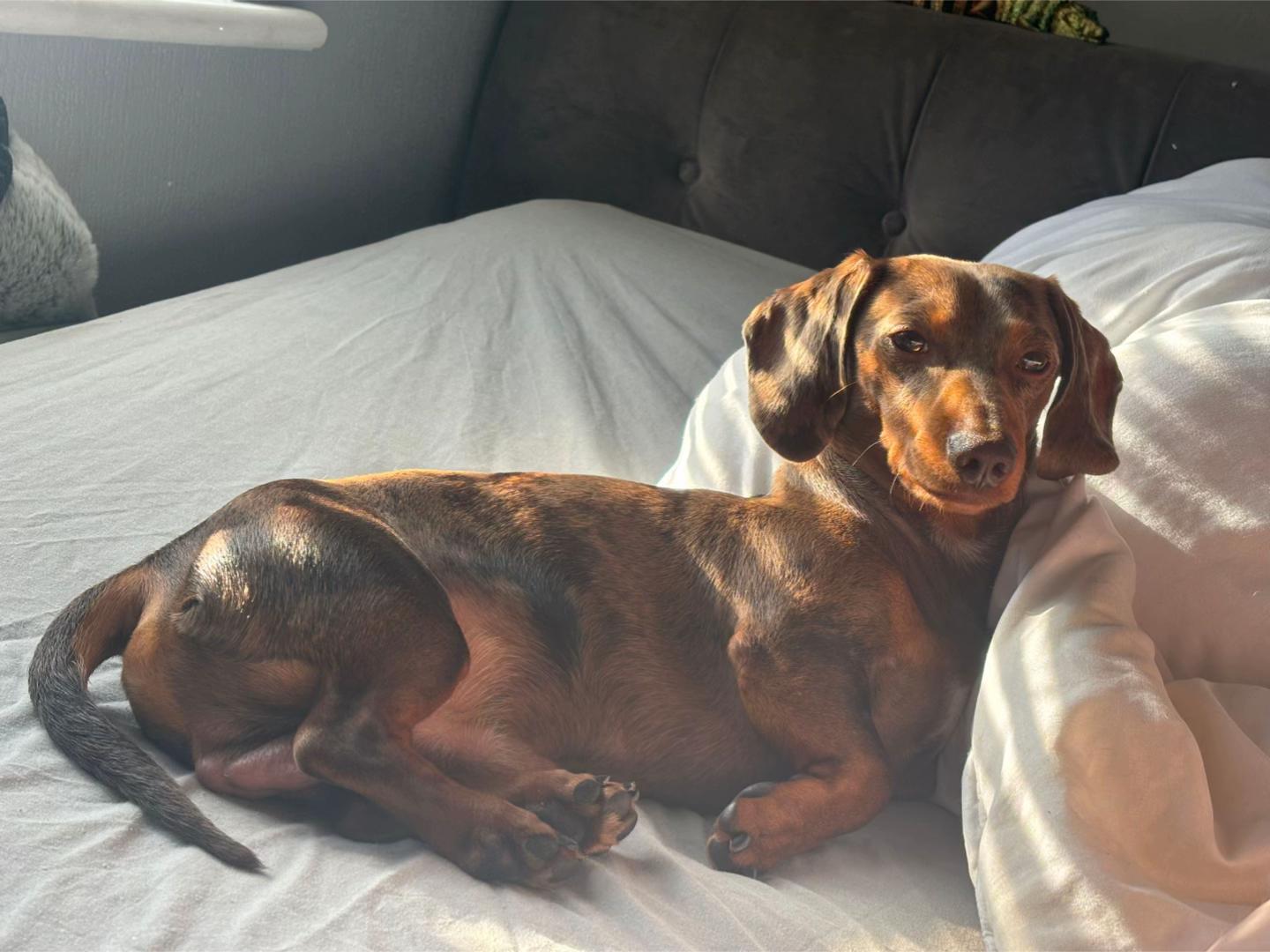 @marleythesausagedog
