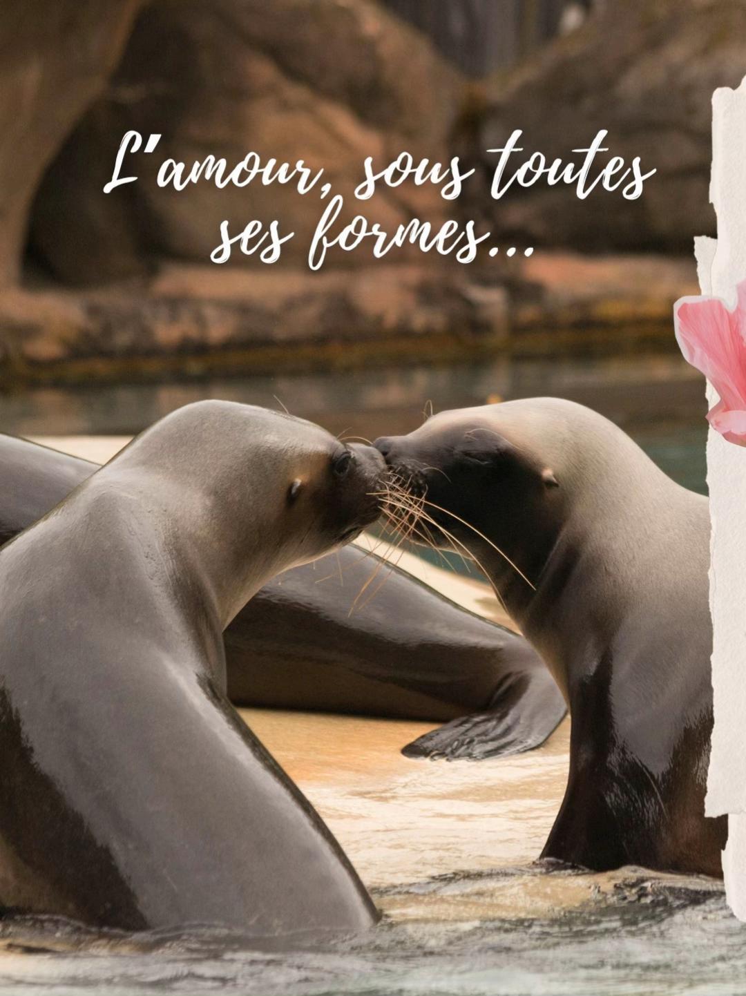 @Le PAL
