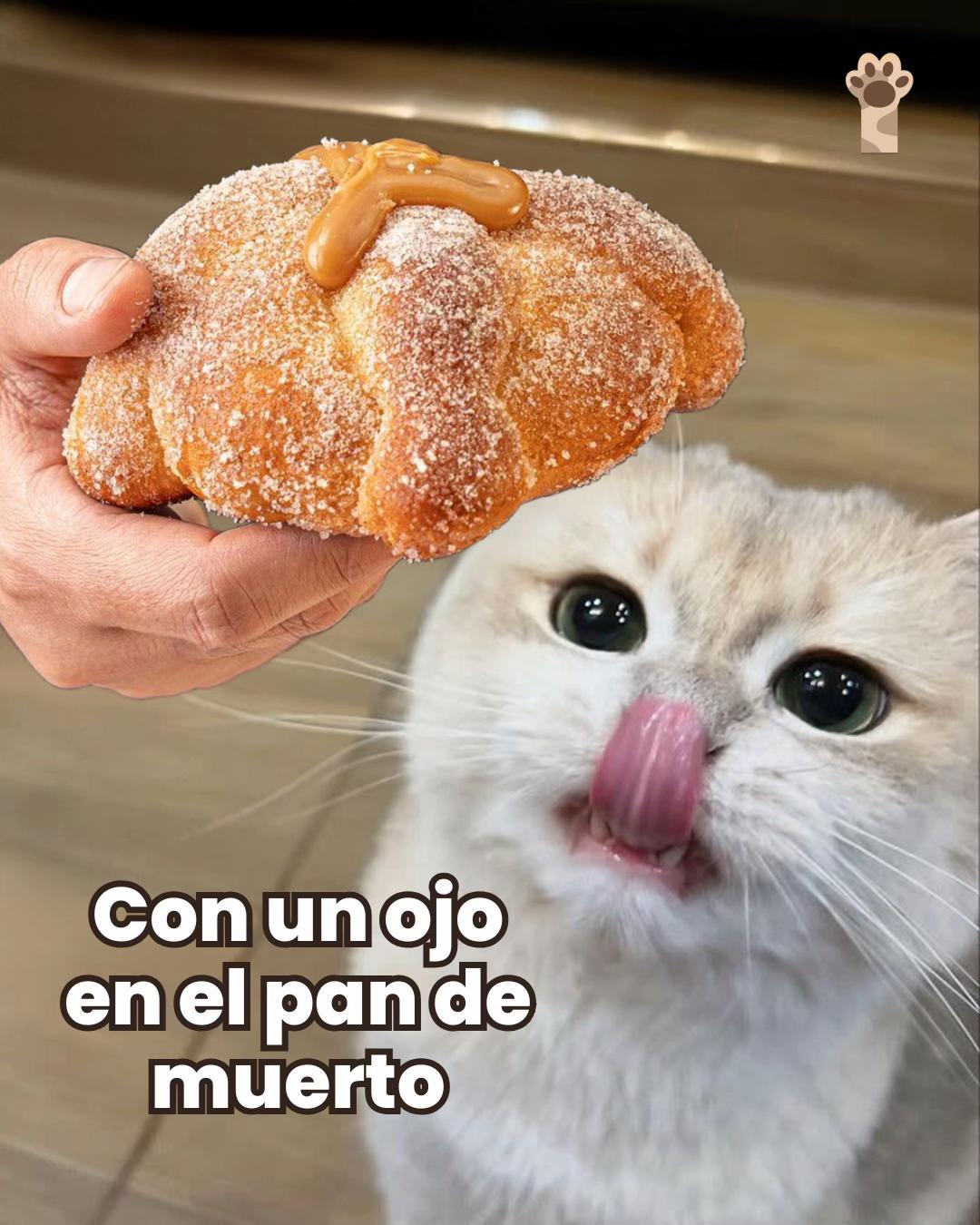@Petlife