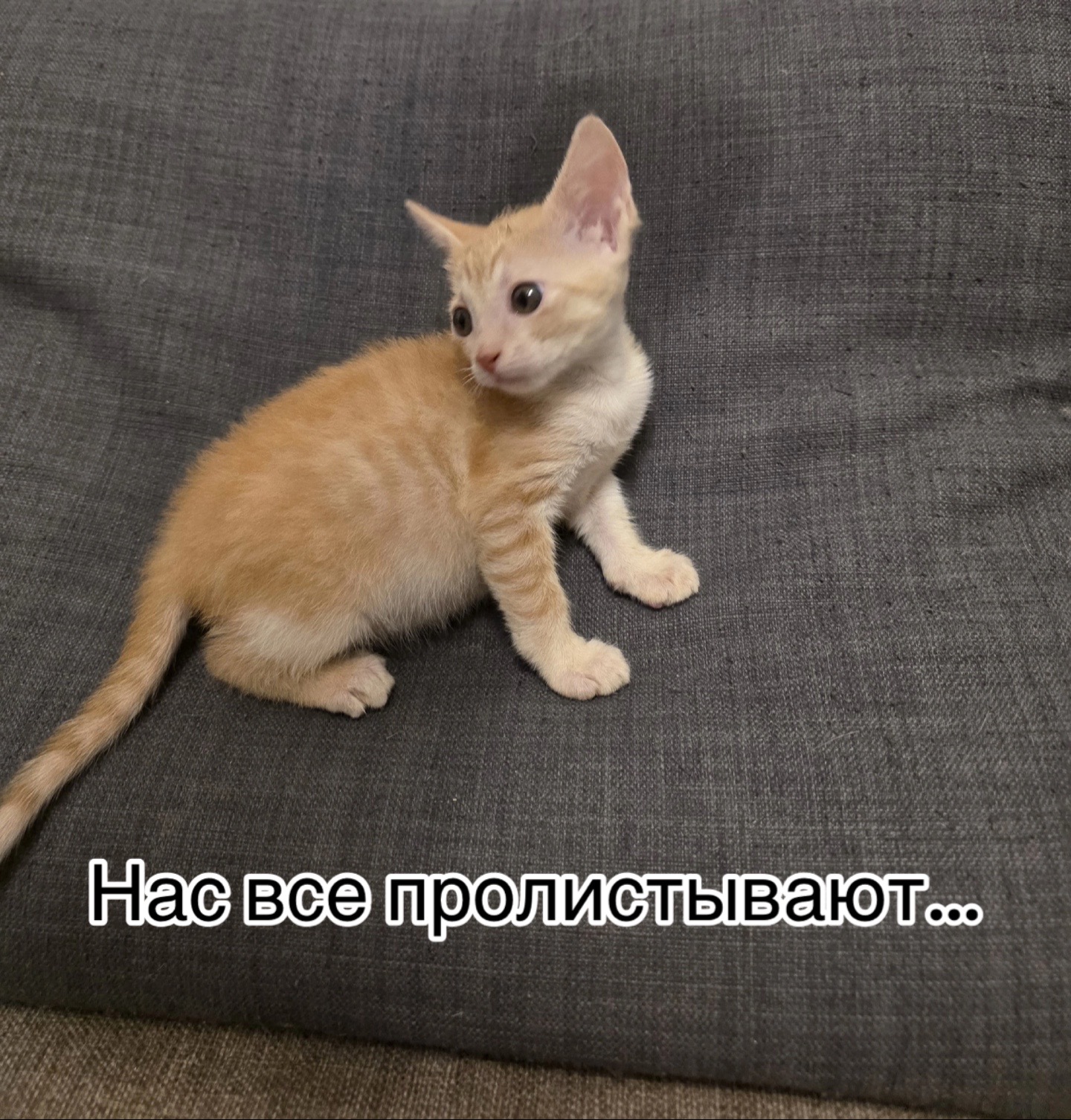 @Приют для животных Потеряшка