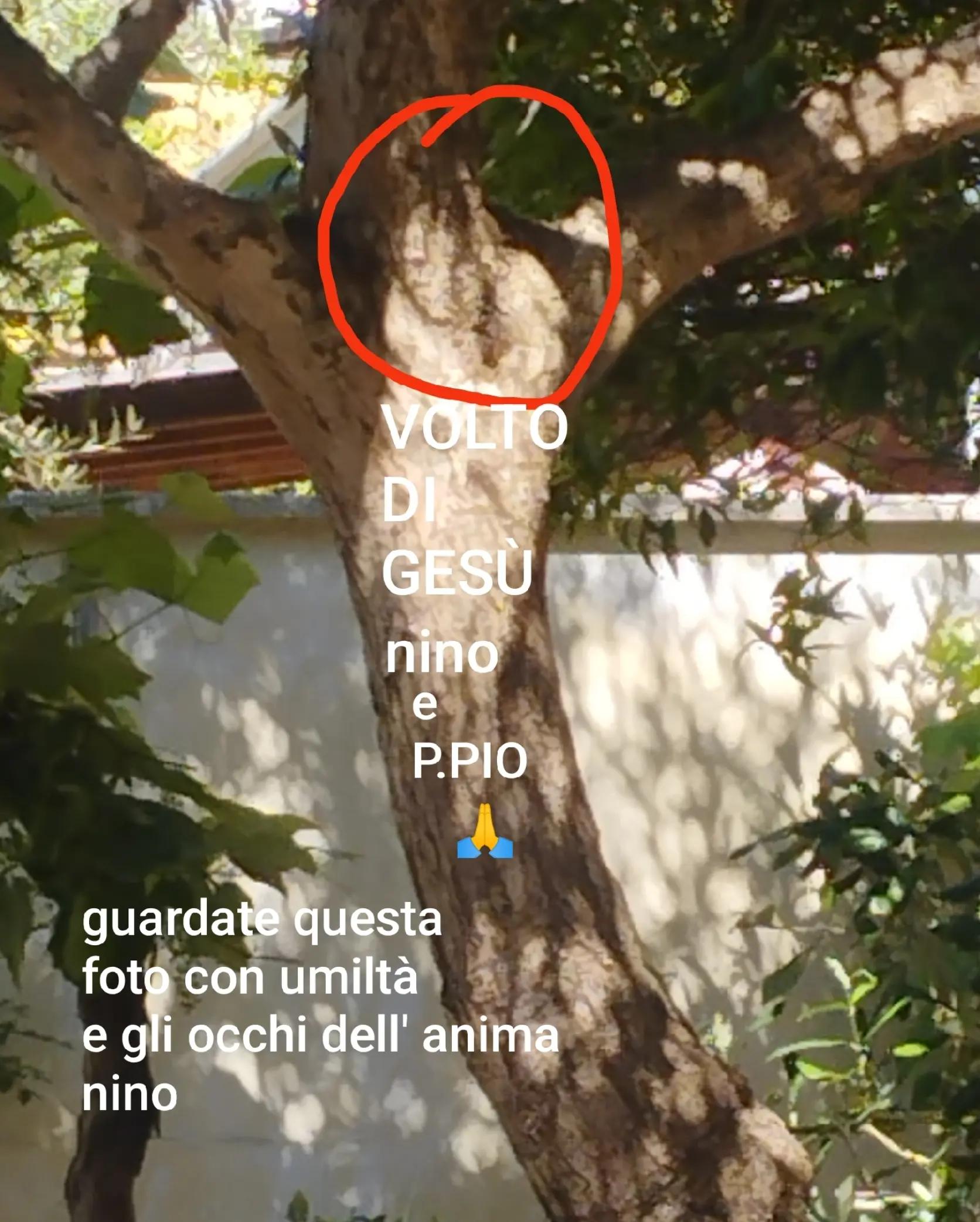 @nino