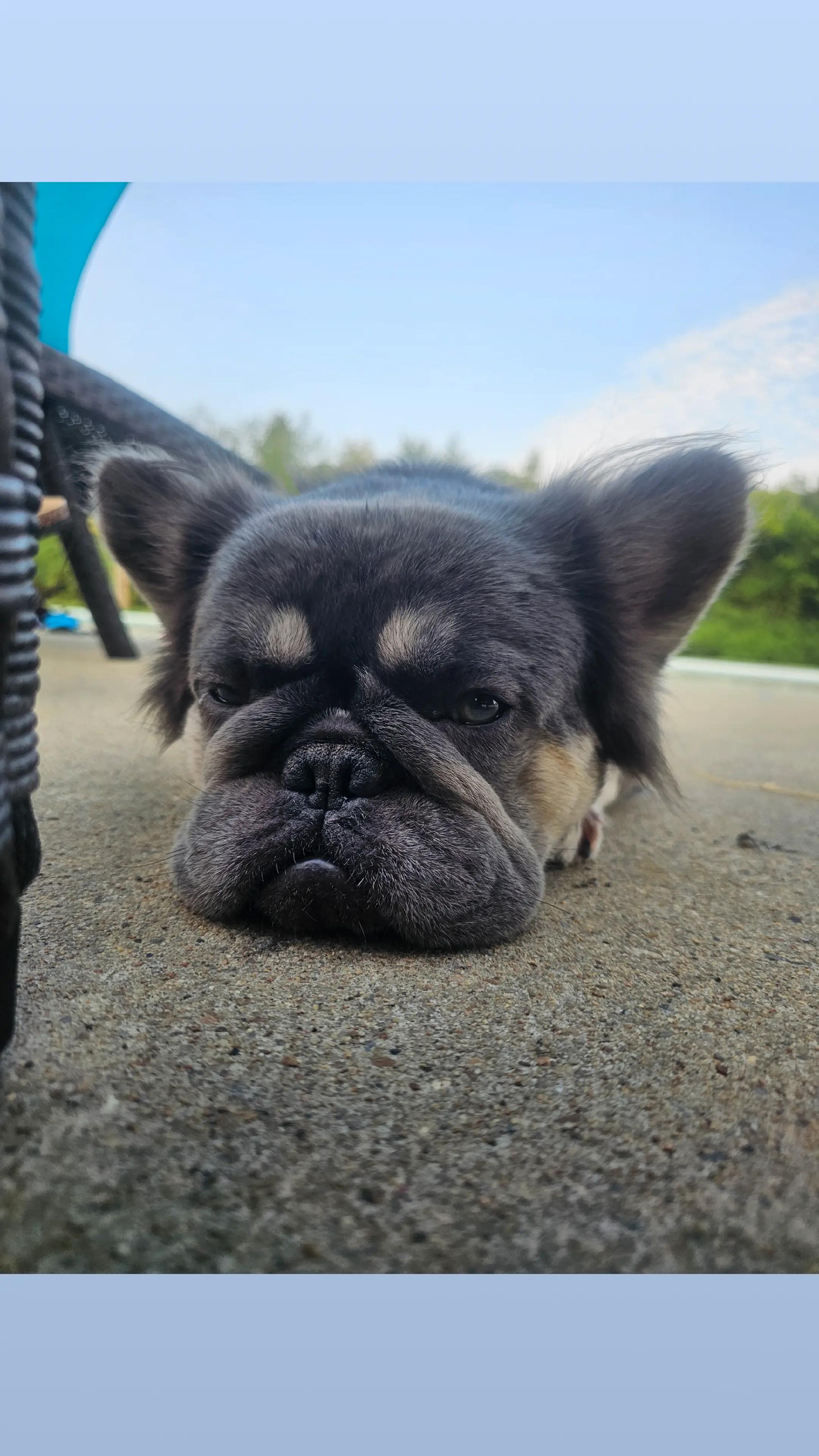 @Diamond State French Bulldogs