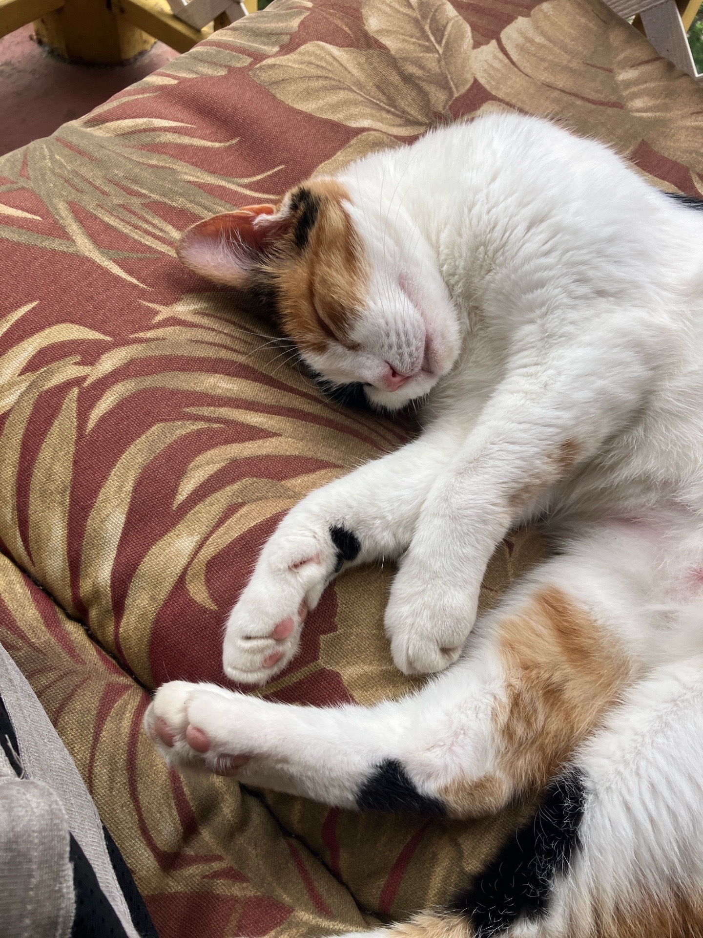 @sweetiethecalicocat