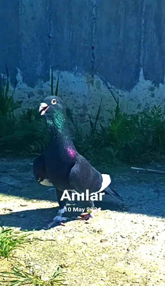 @kıvırcık Ali