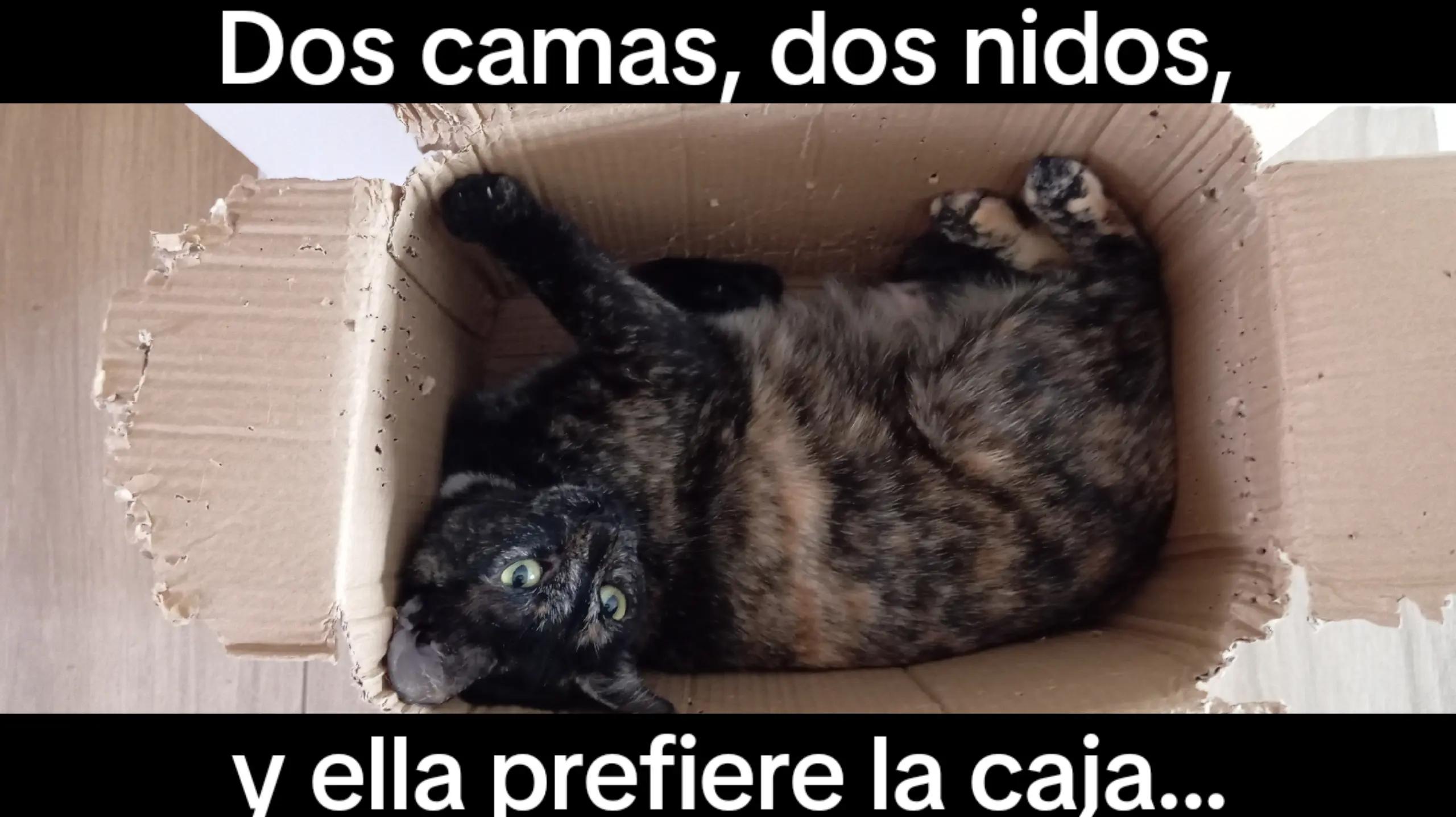 @Aniela