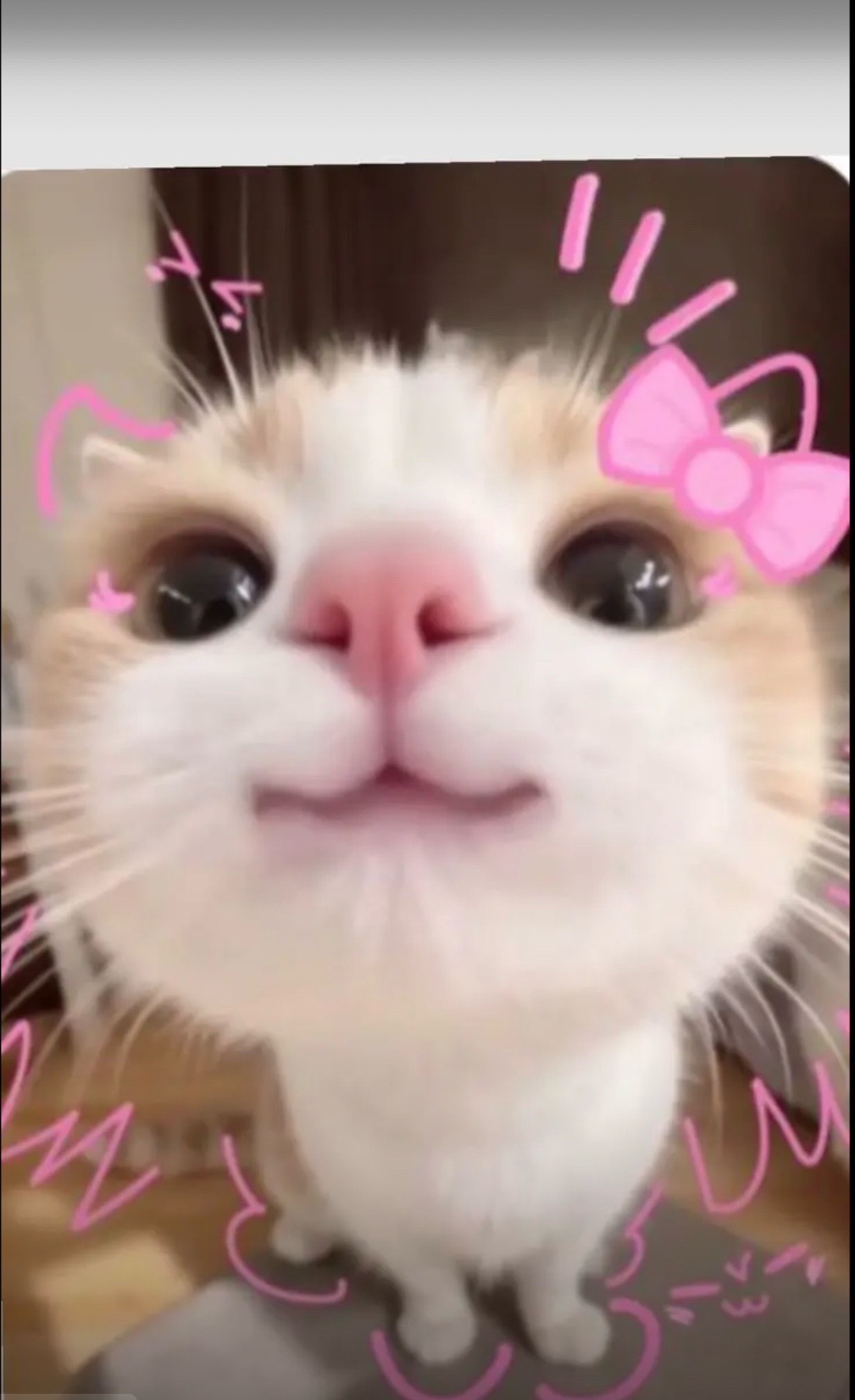 @Hasly