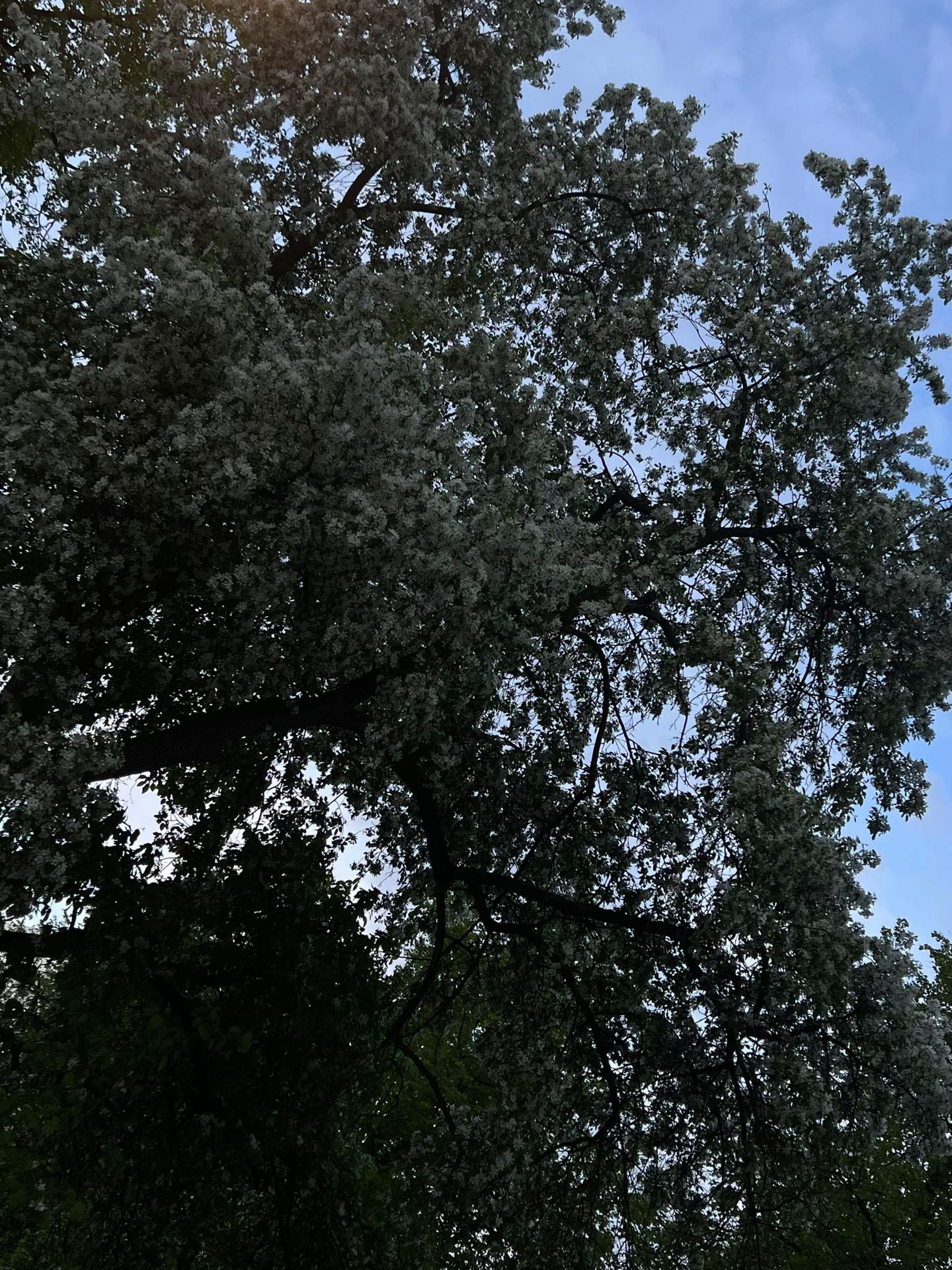 @блондиночка🌹