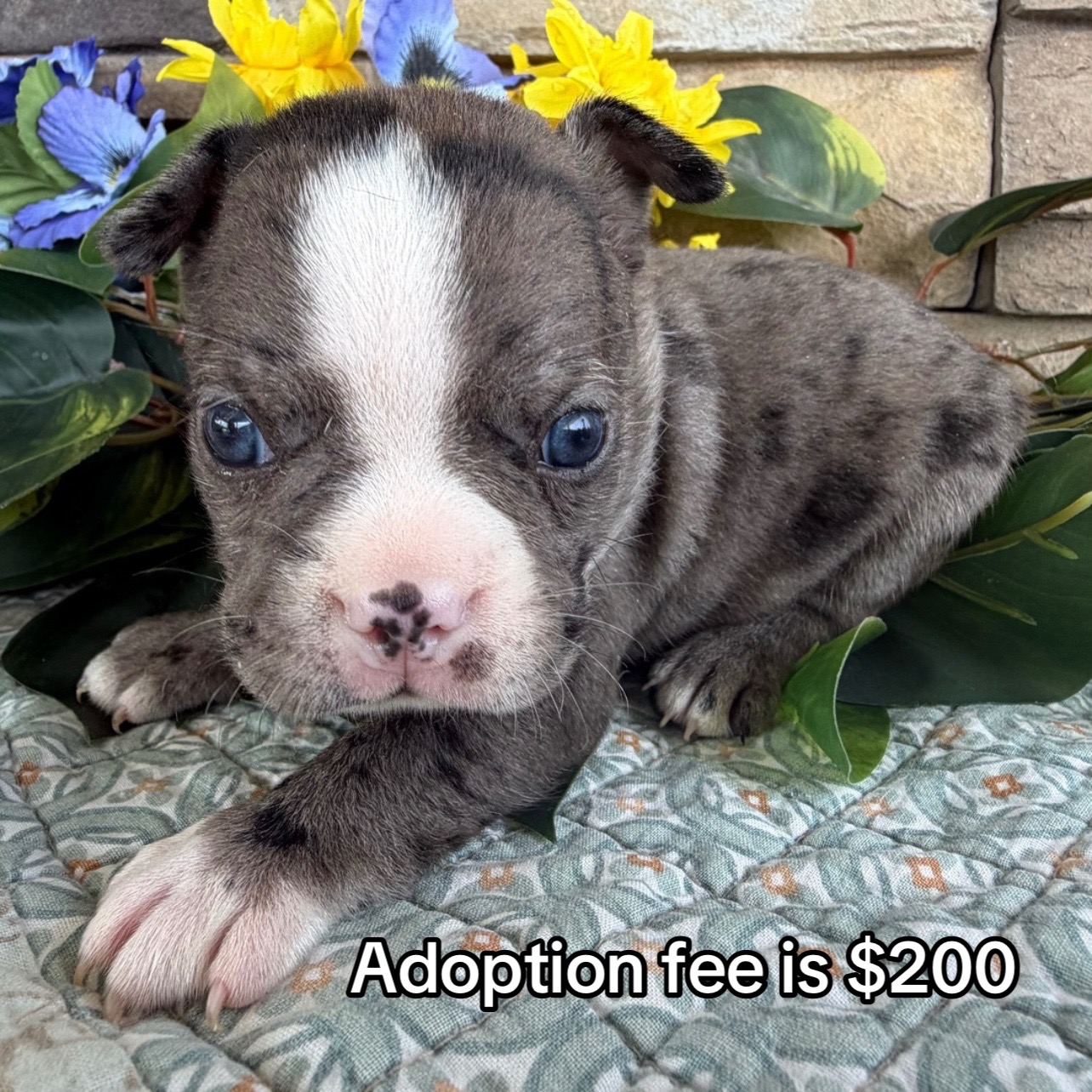 @Boston terriers puppies