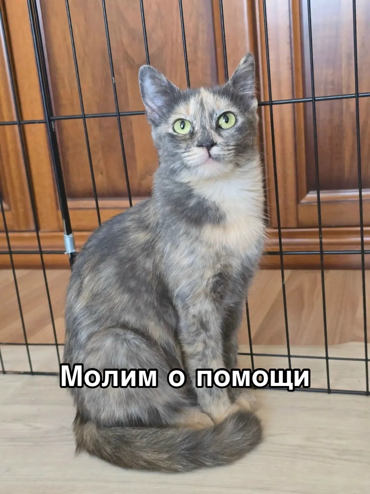 @Приют Потеряшка