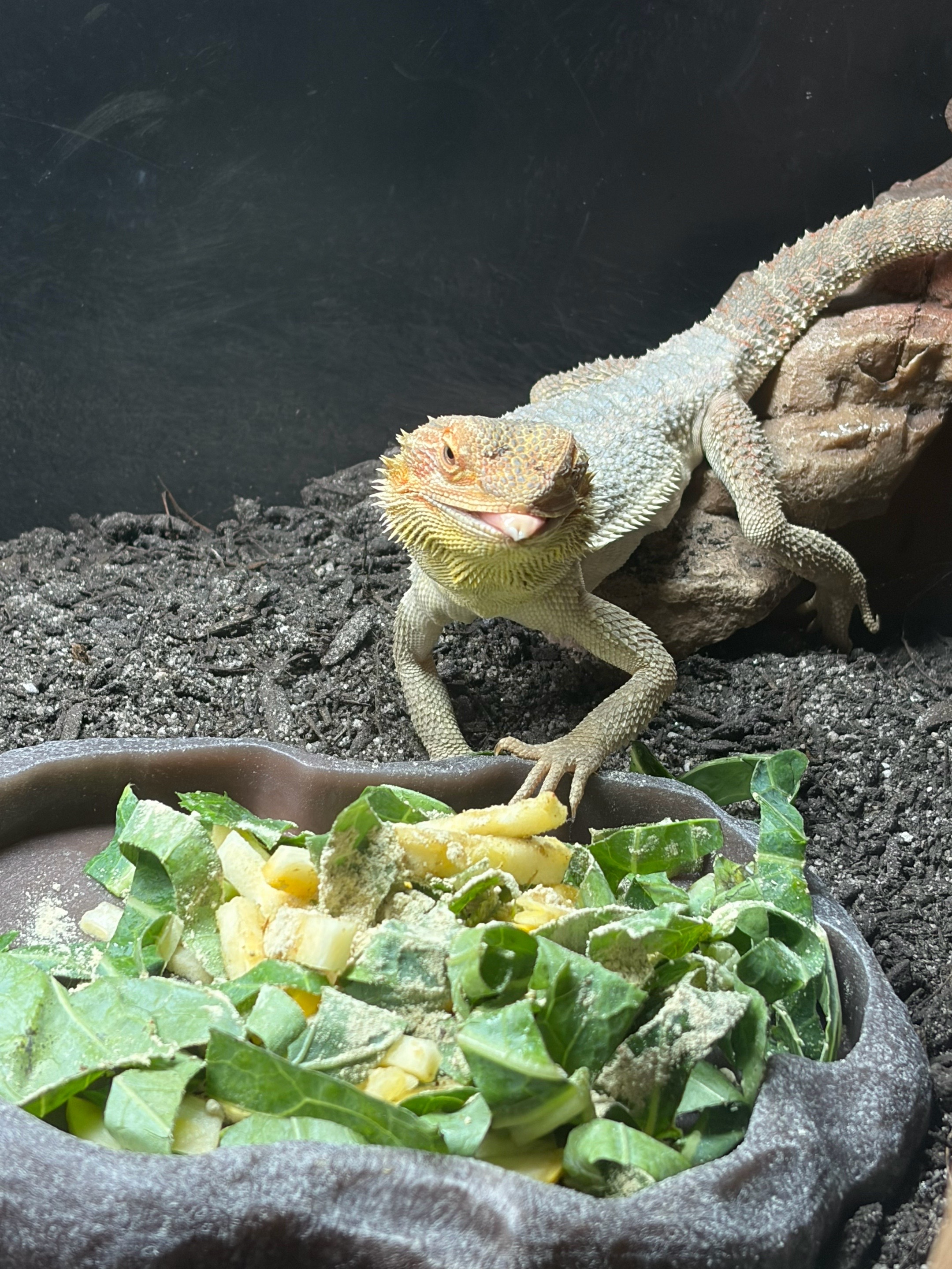 @layla🦎🍃