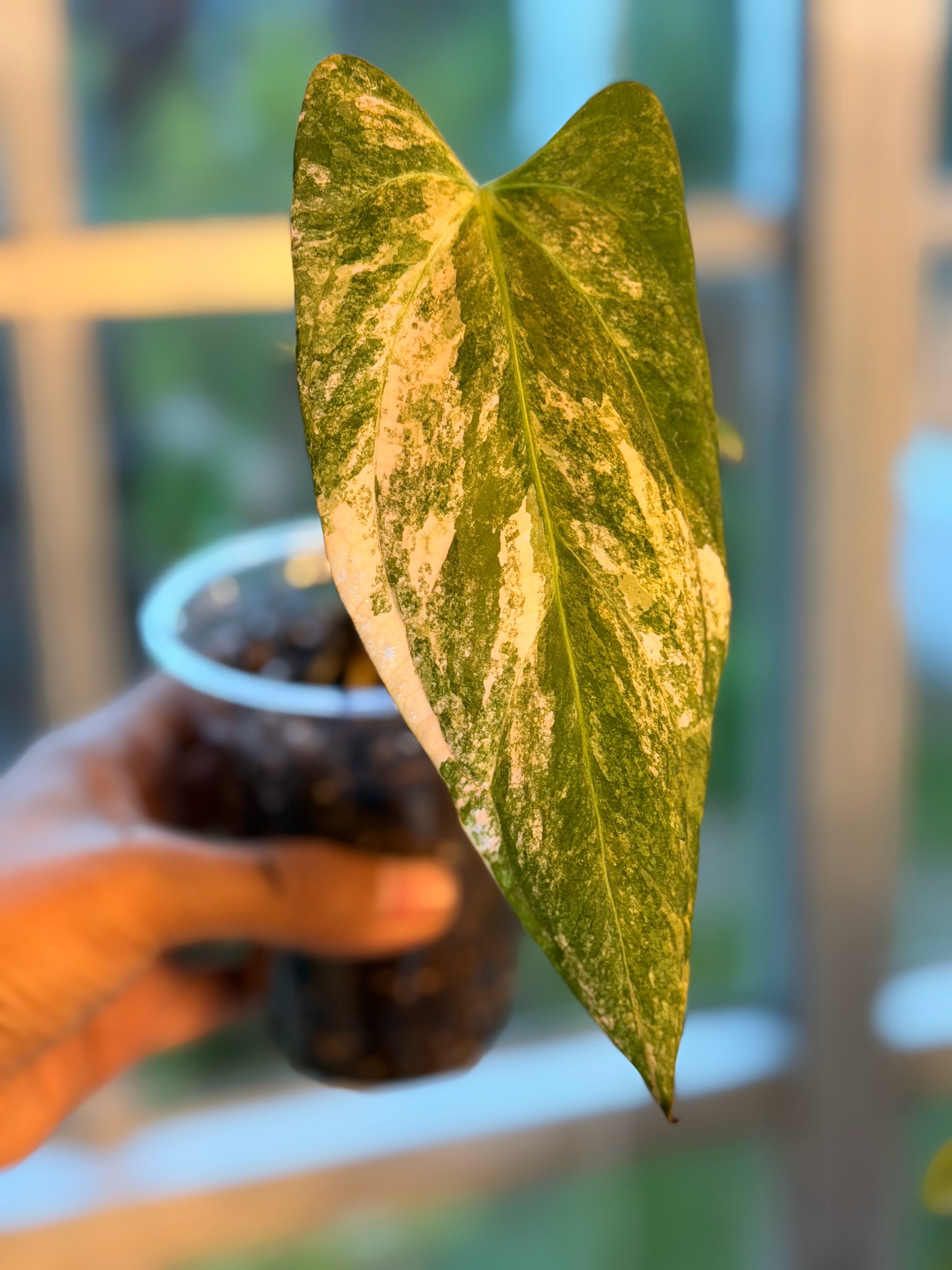 @Moon Root Magic Plant House