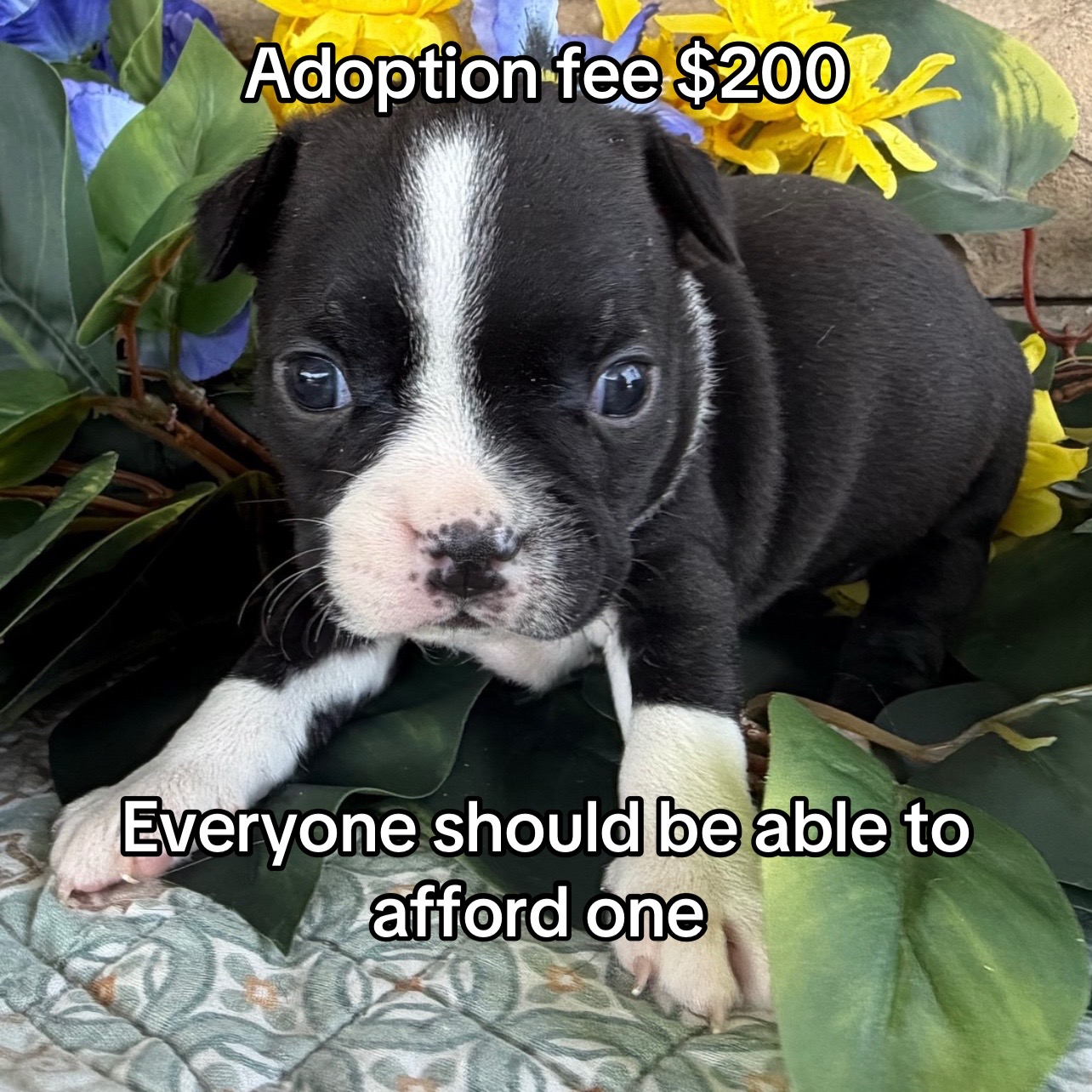 @Boston terriers puppies