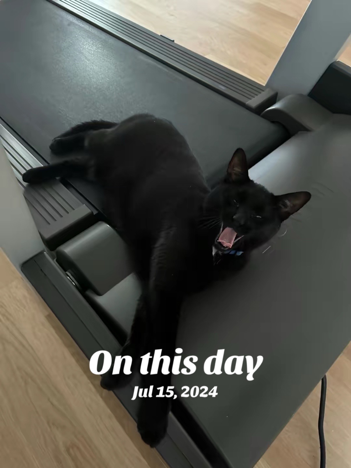 @Oscar Jeremy the cat!