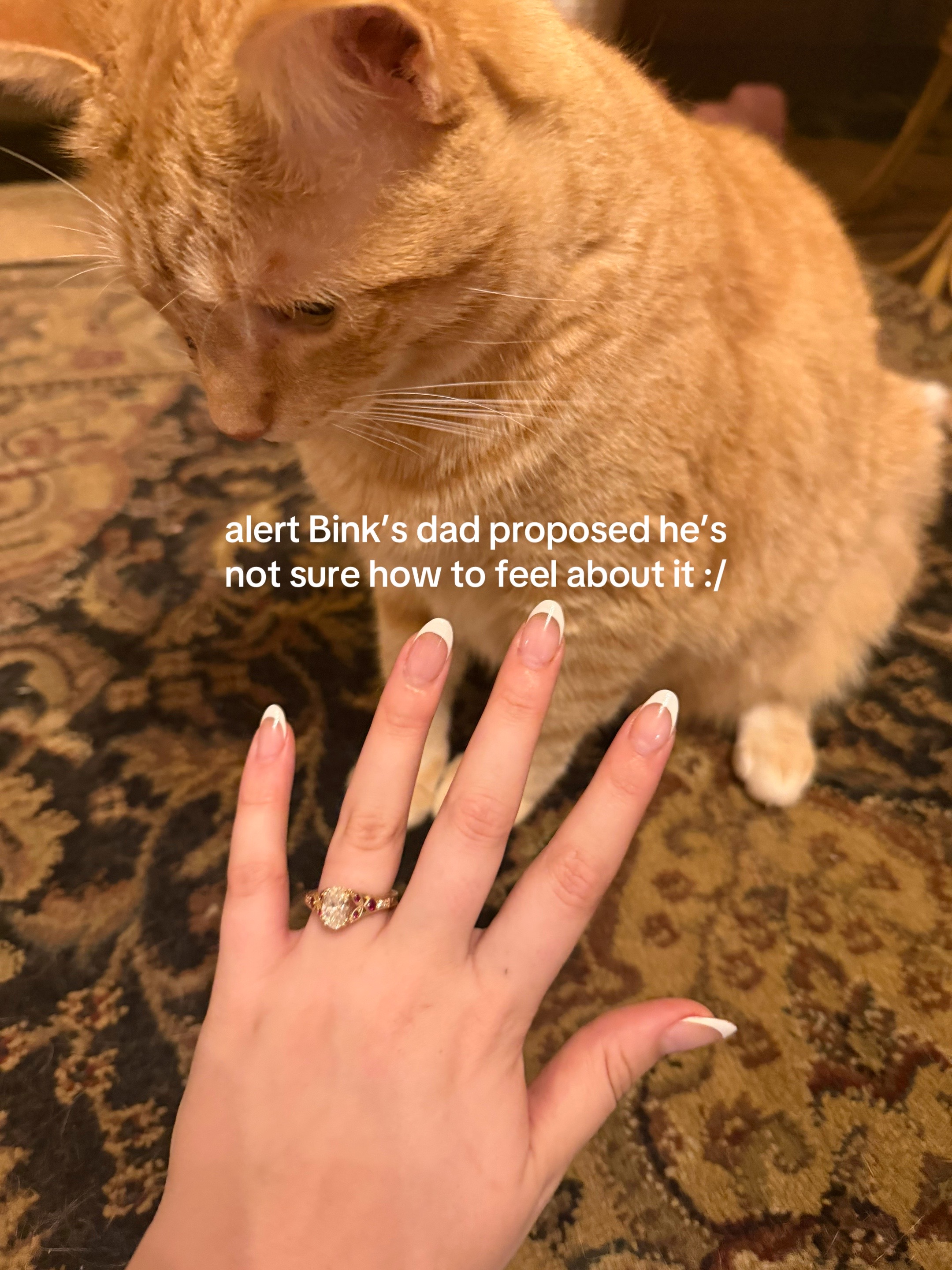 @bink the big orange cat