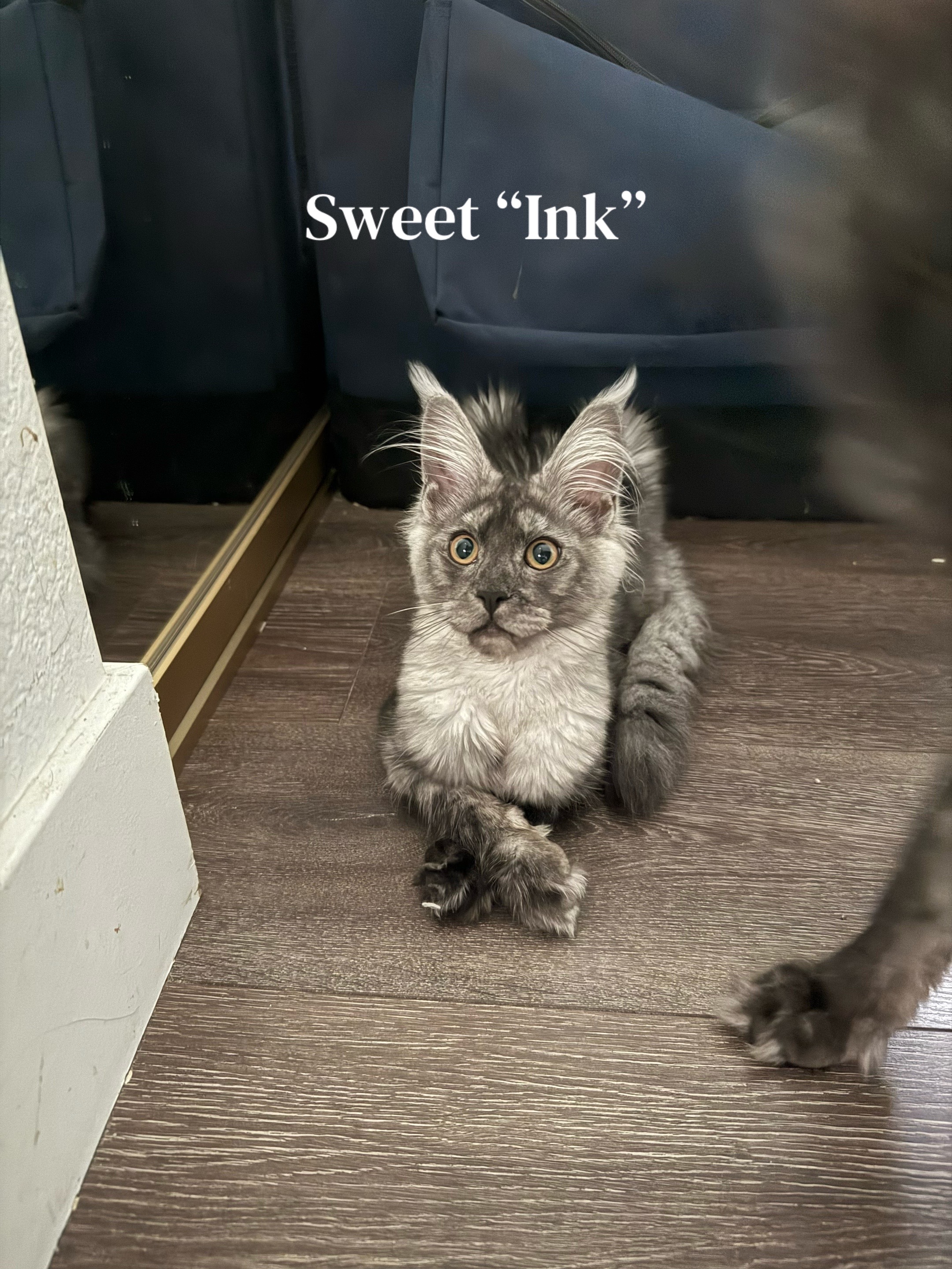 @StarKingdomMaineCoons