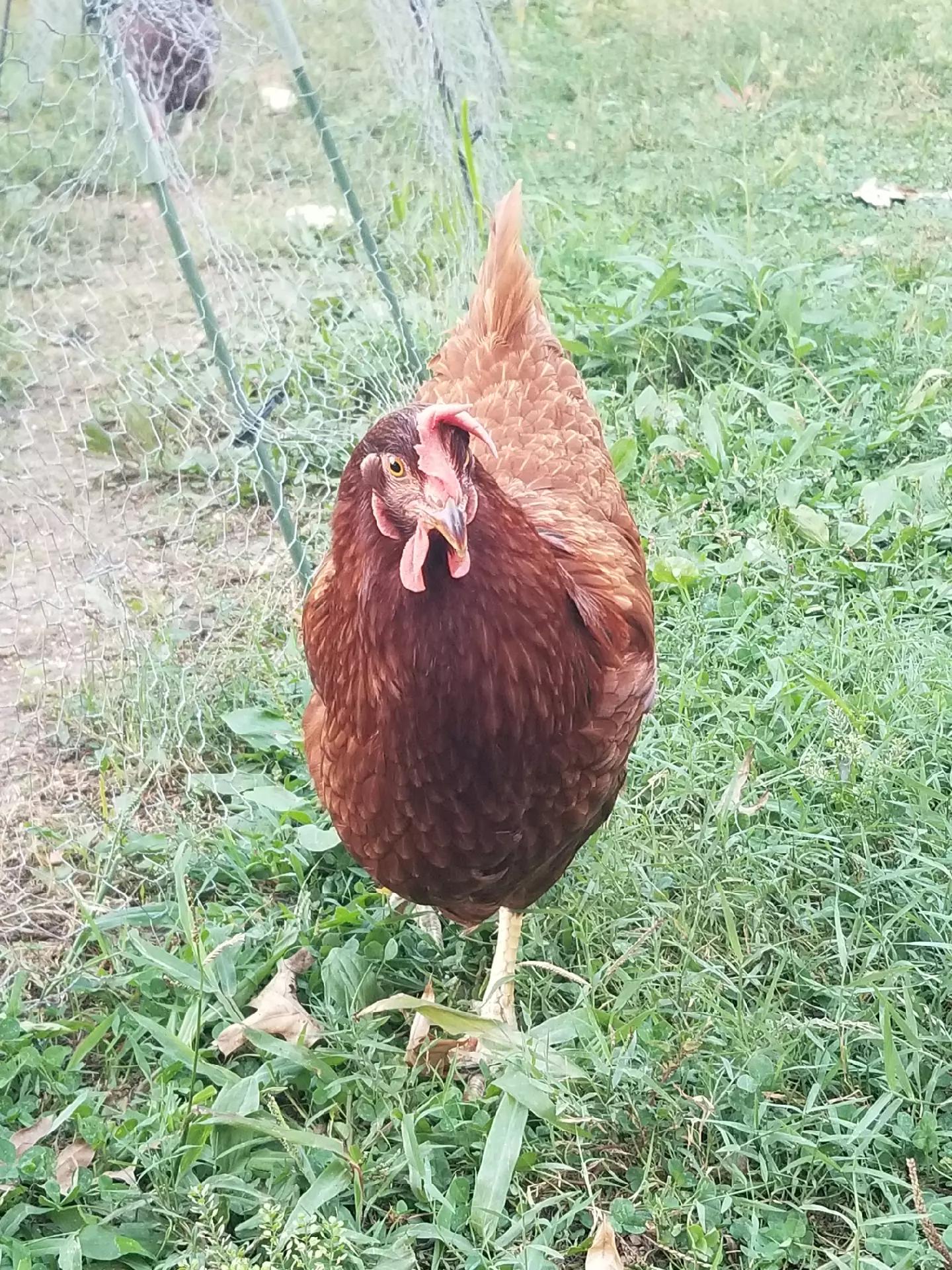 @CityChickenFarm