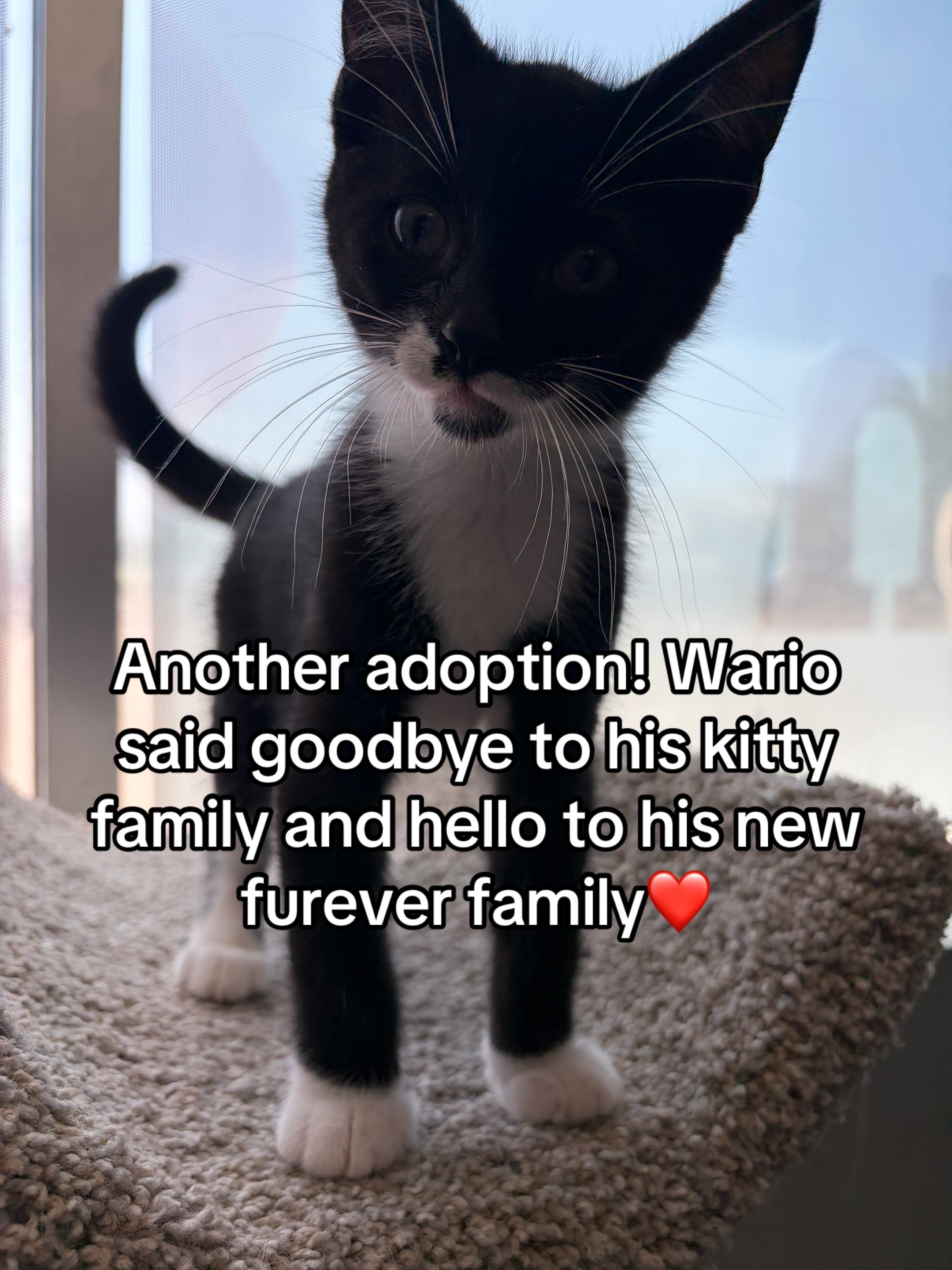 @Kovu’s Kitties