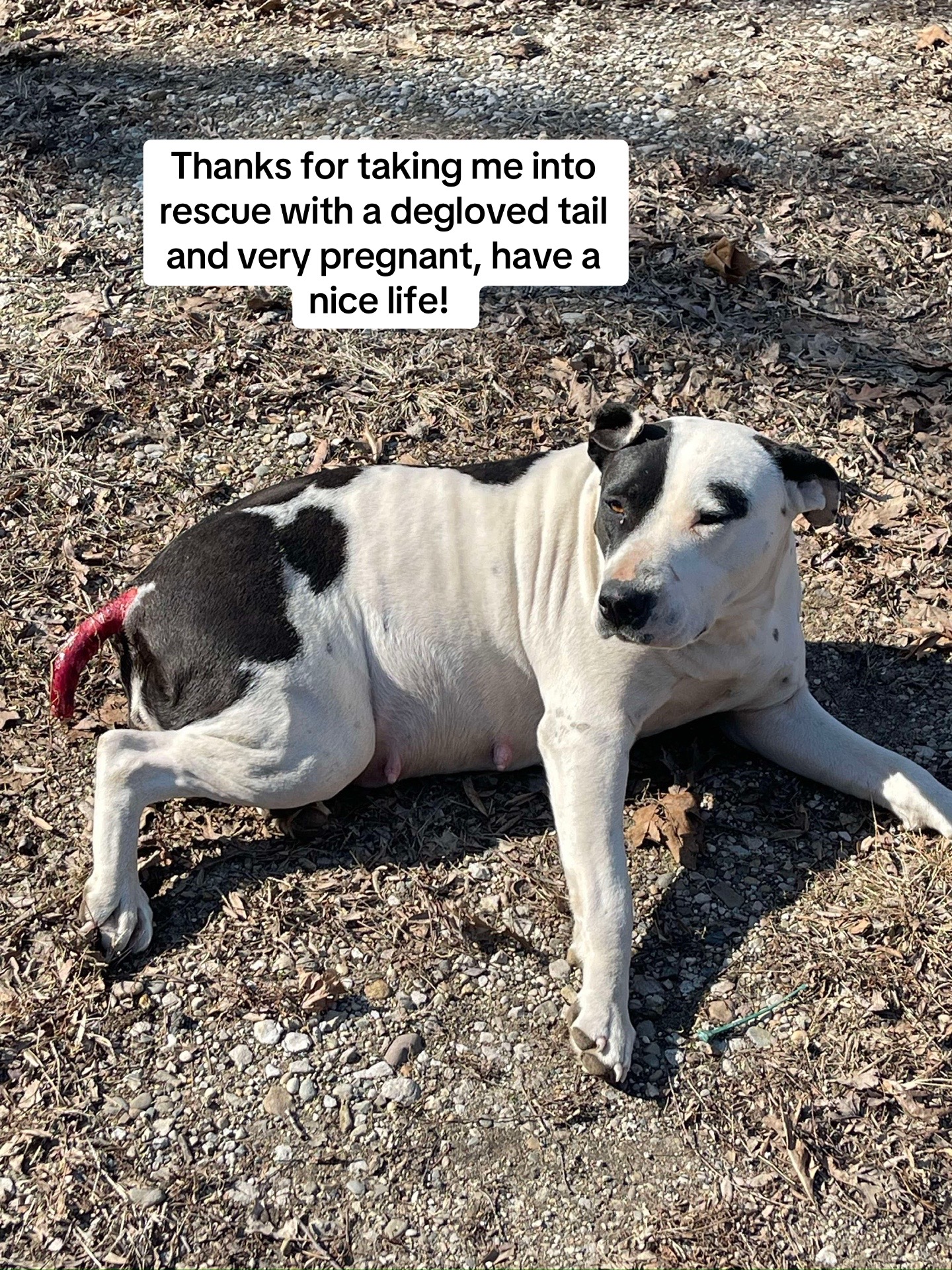 @Happy Tails Animal Rescue