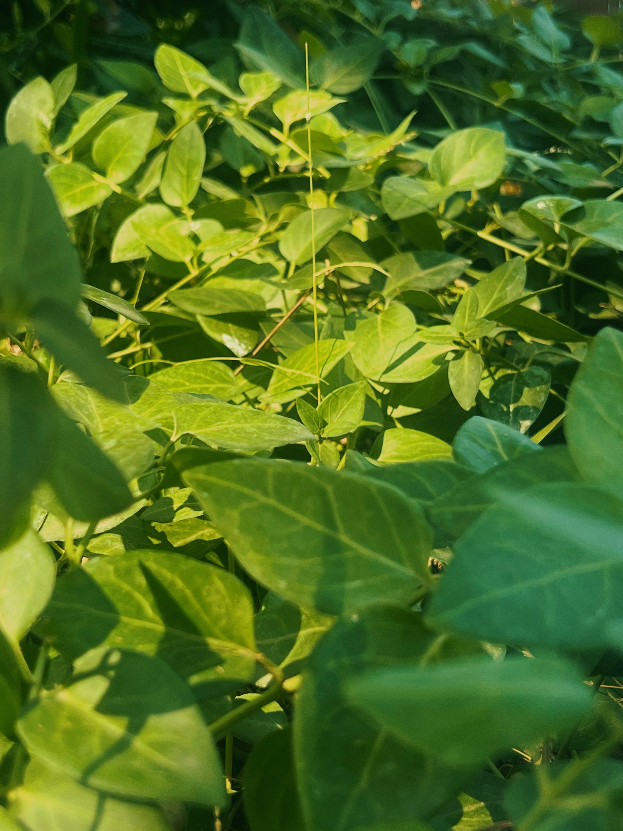 @greenembryo