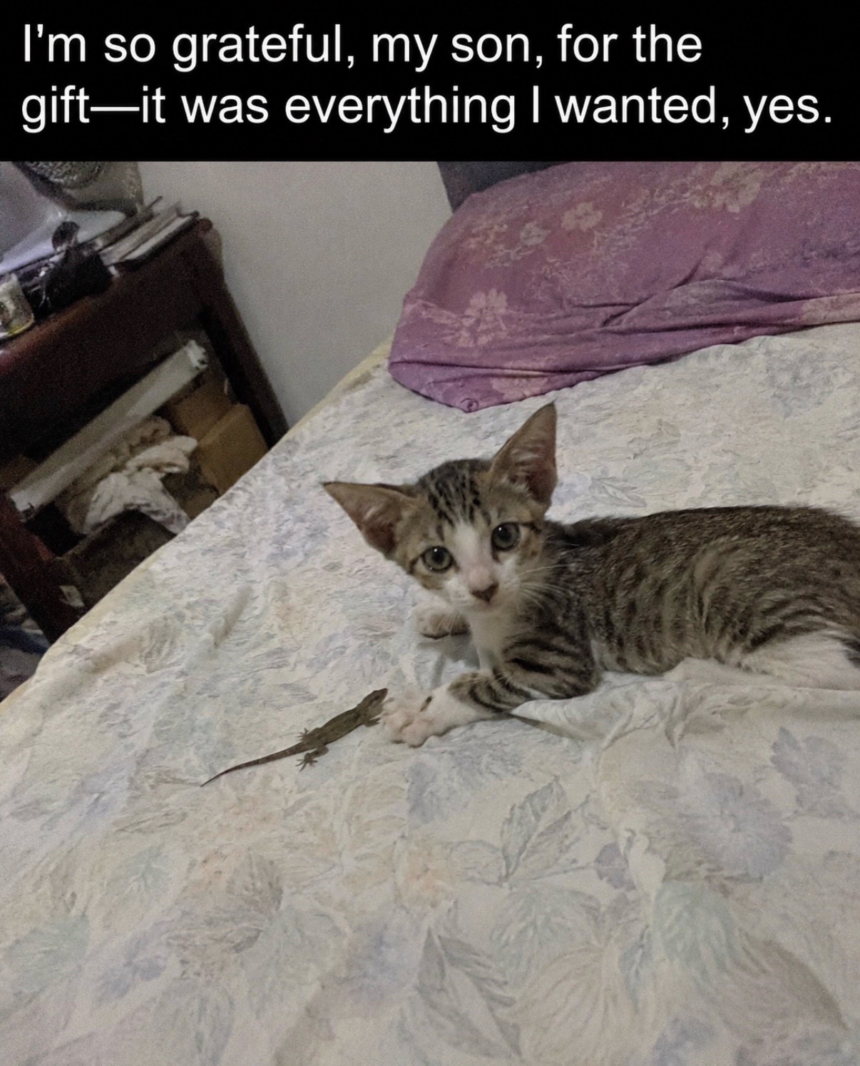 @cat memes