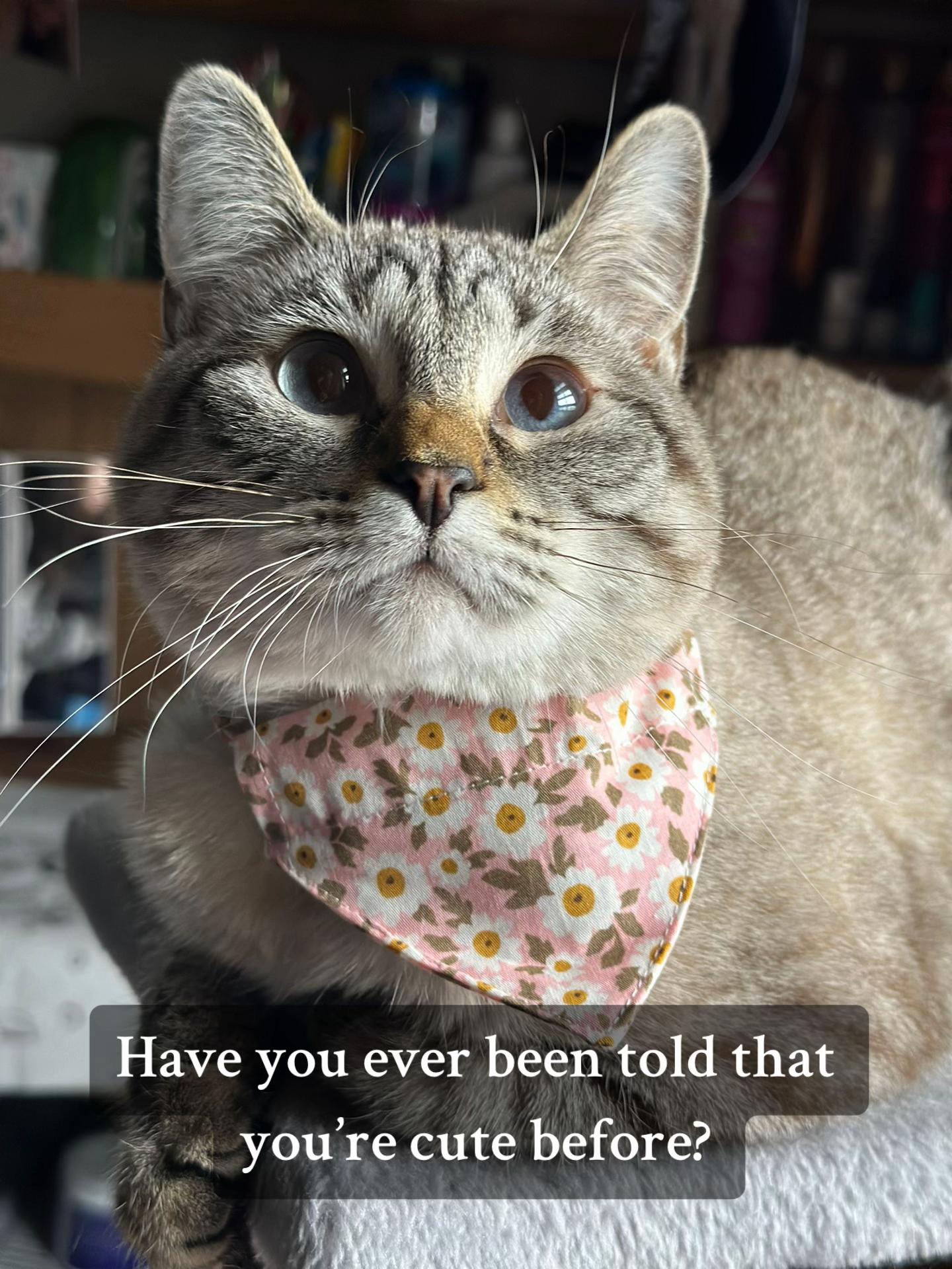 @willowthecollegecat