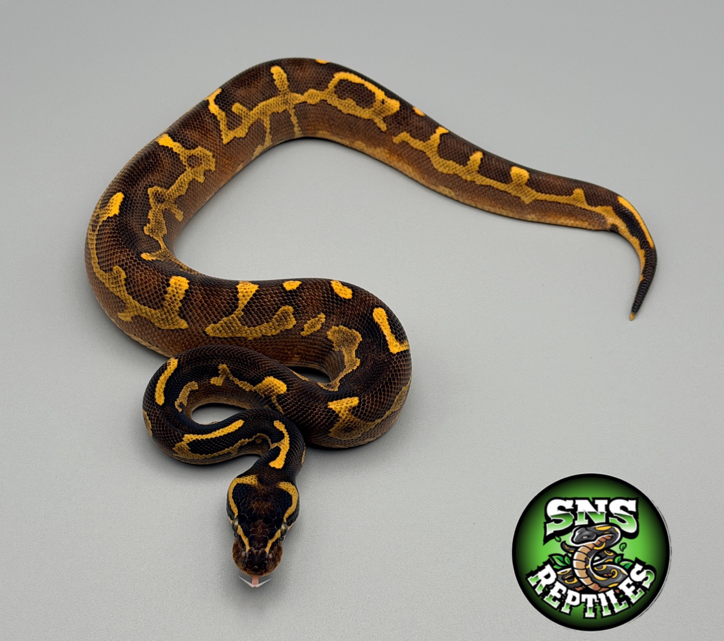 @SNS Reptiles