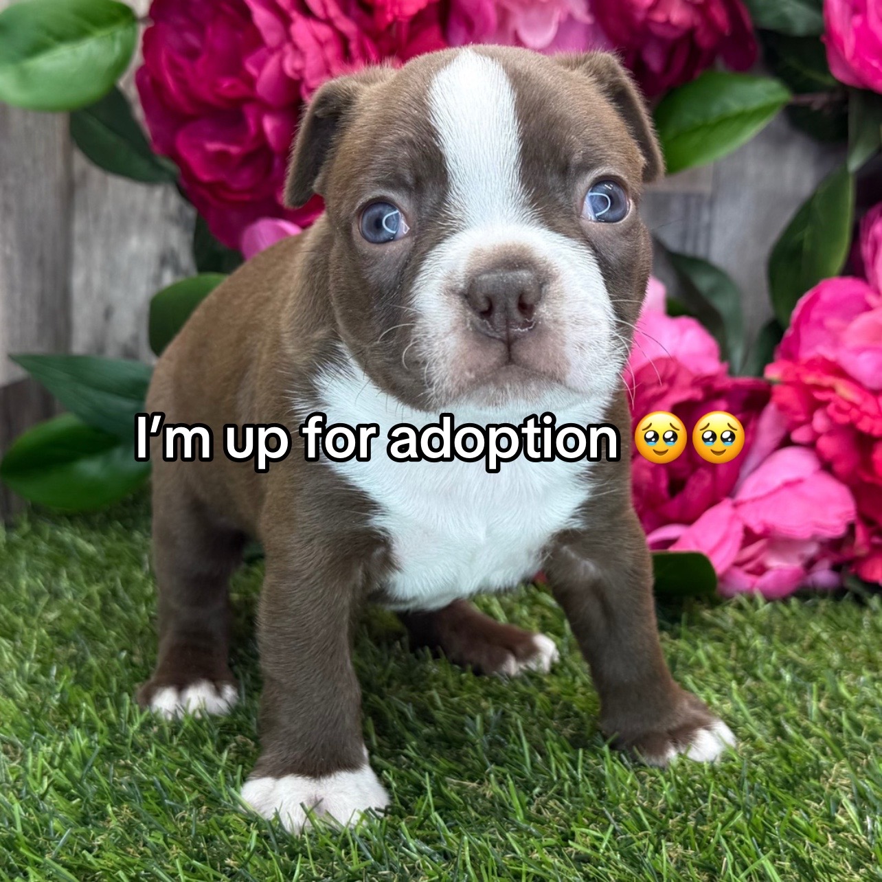 @Boston terriers puppies