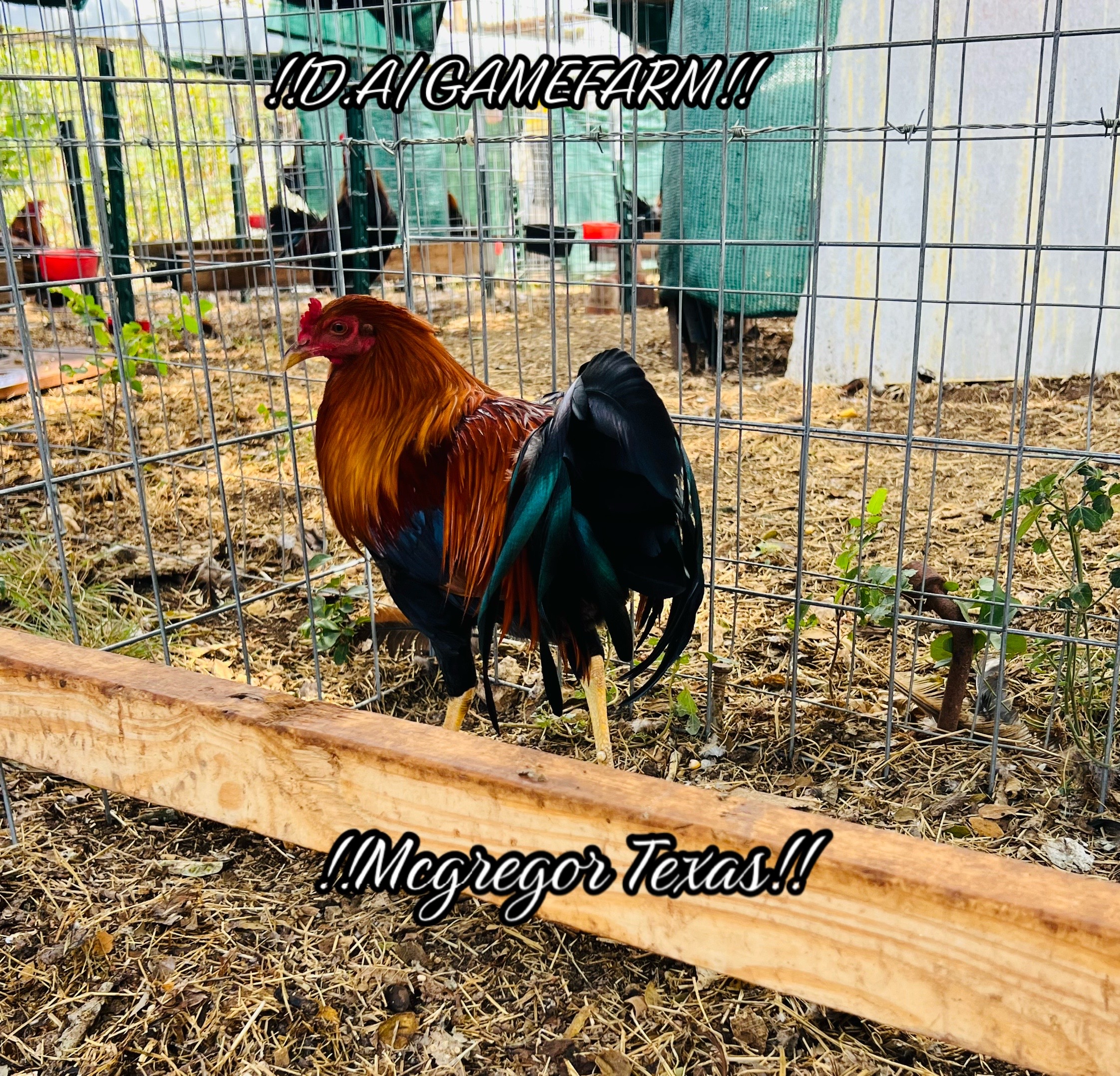 @DAgamefarm