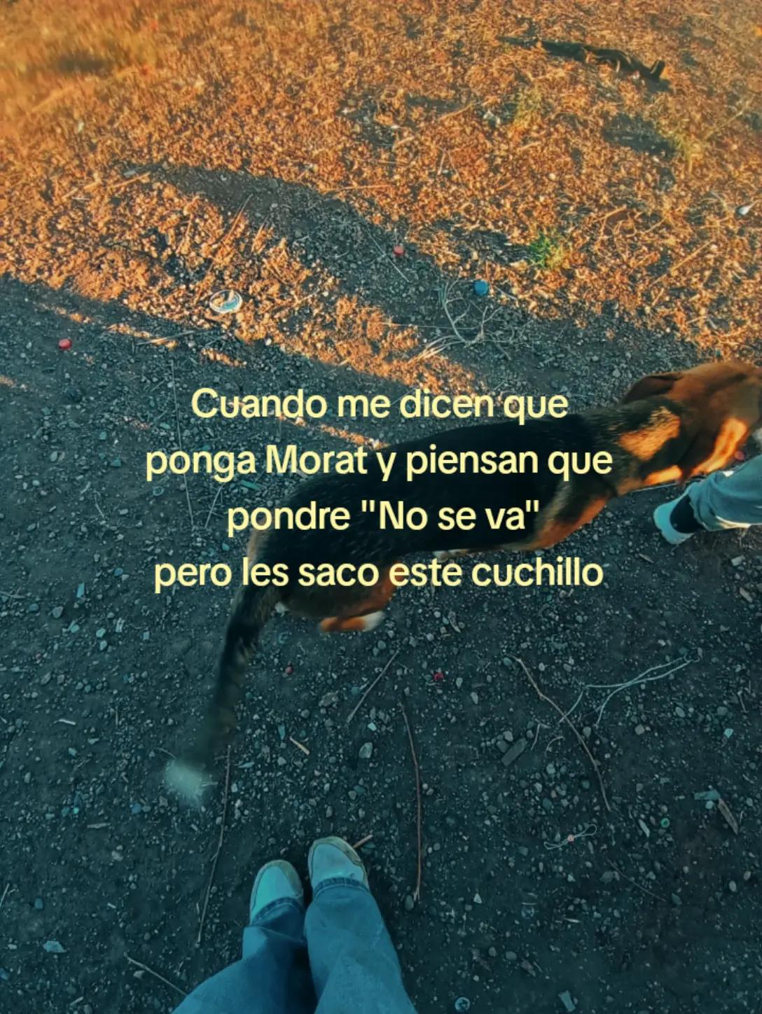 @camiluchiss