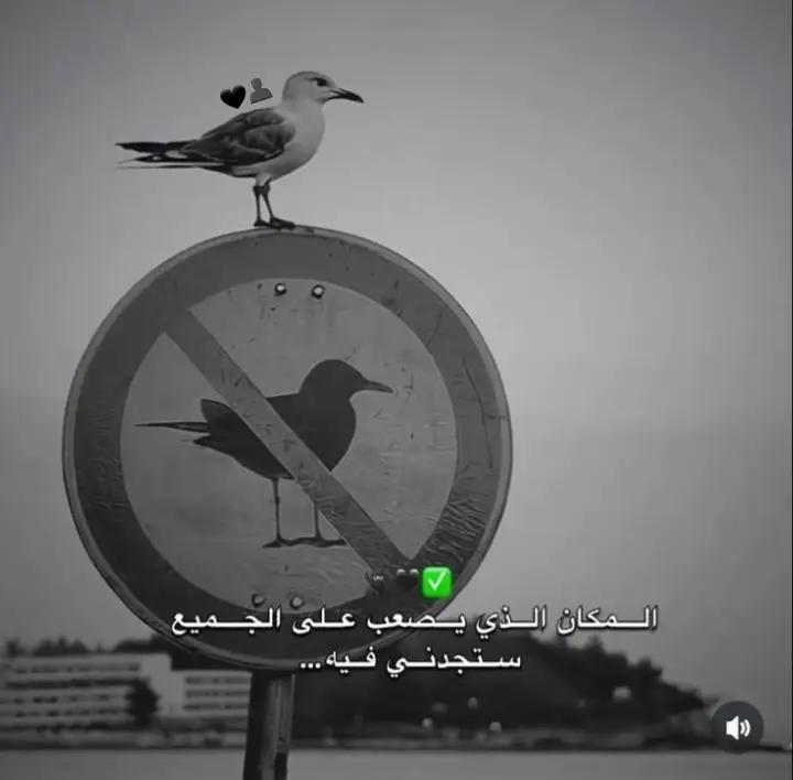 @Youssef