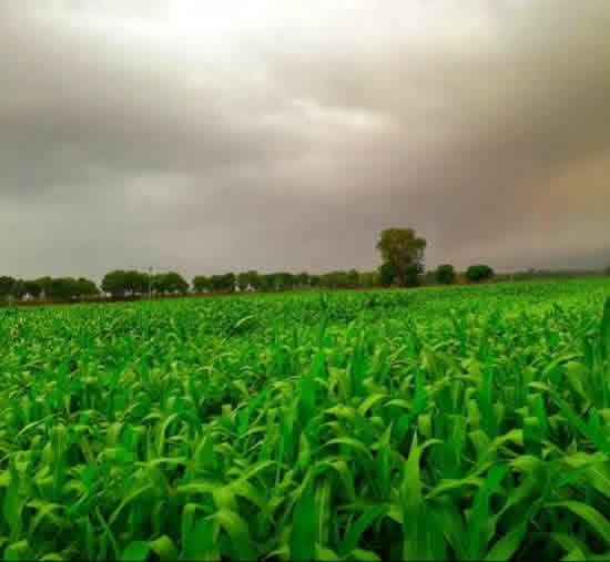@mansa