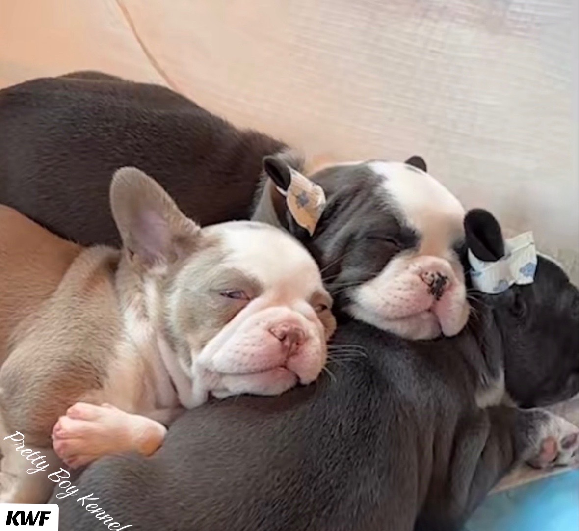 @prettyboykennels