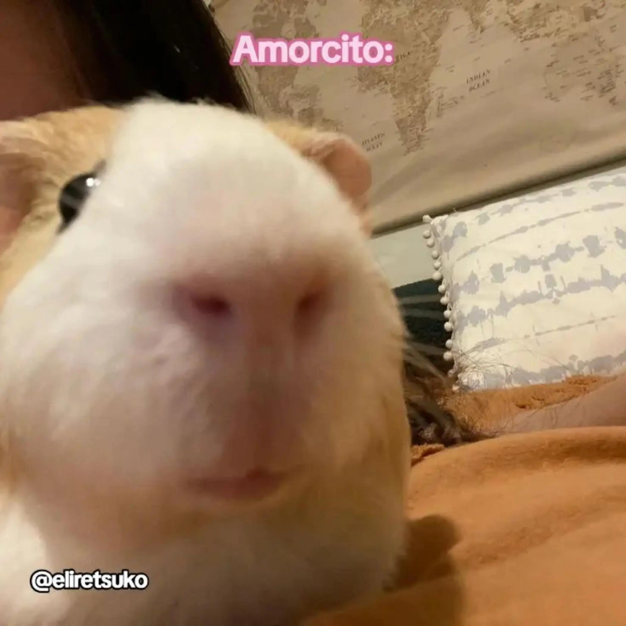 @EliRetsuko