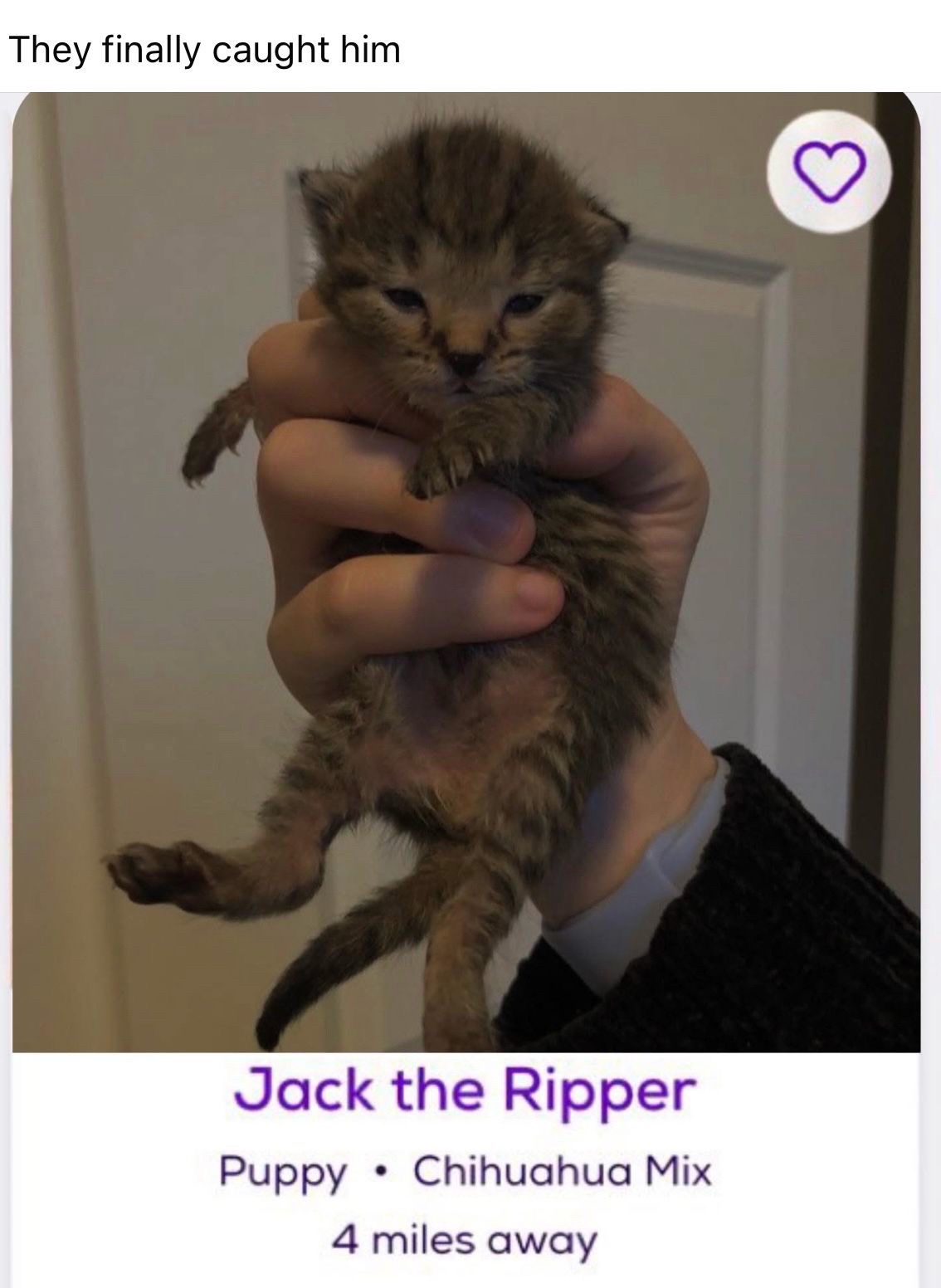 @cat memes