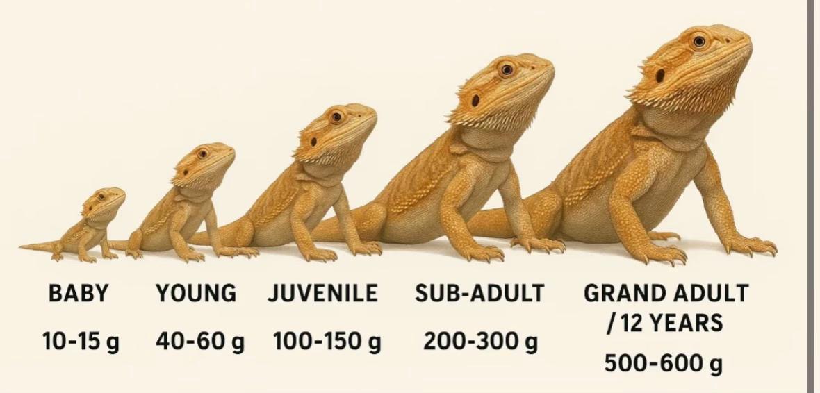 @isaac_edaly🦎