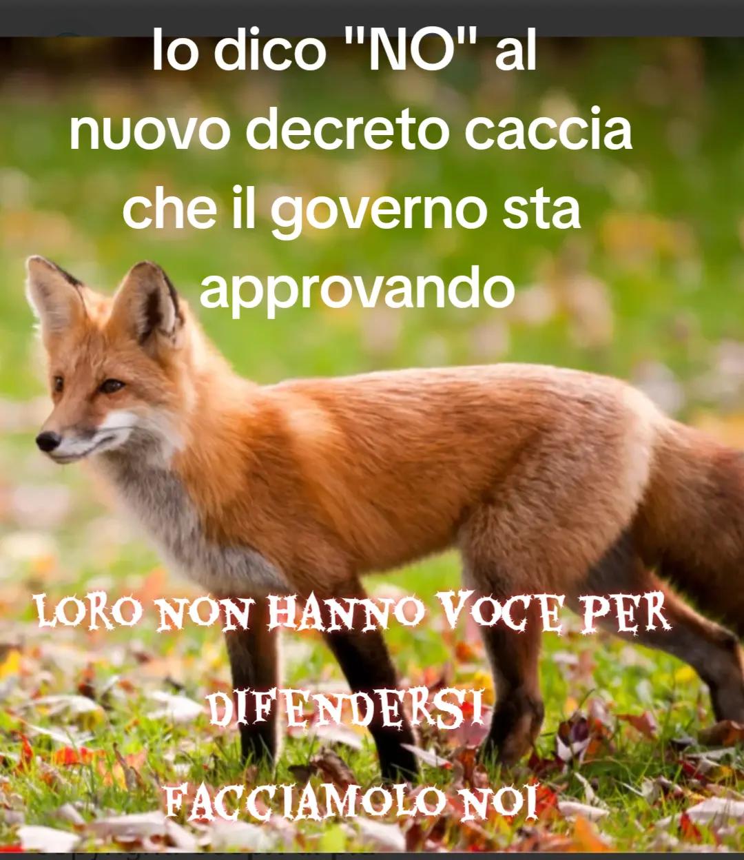 @silvana_angel