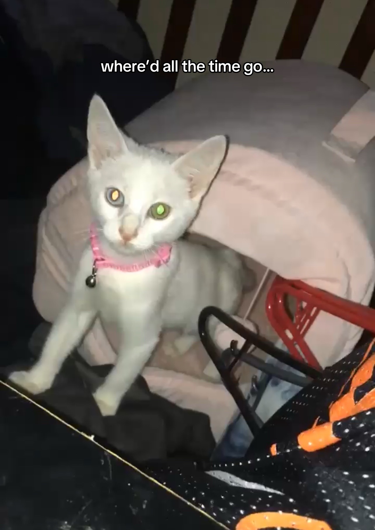 @chicken the white cat