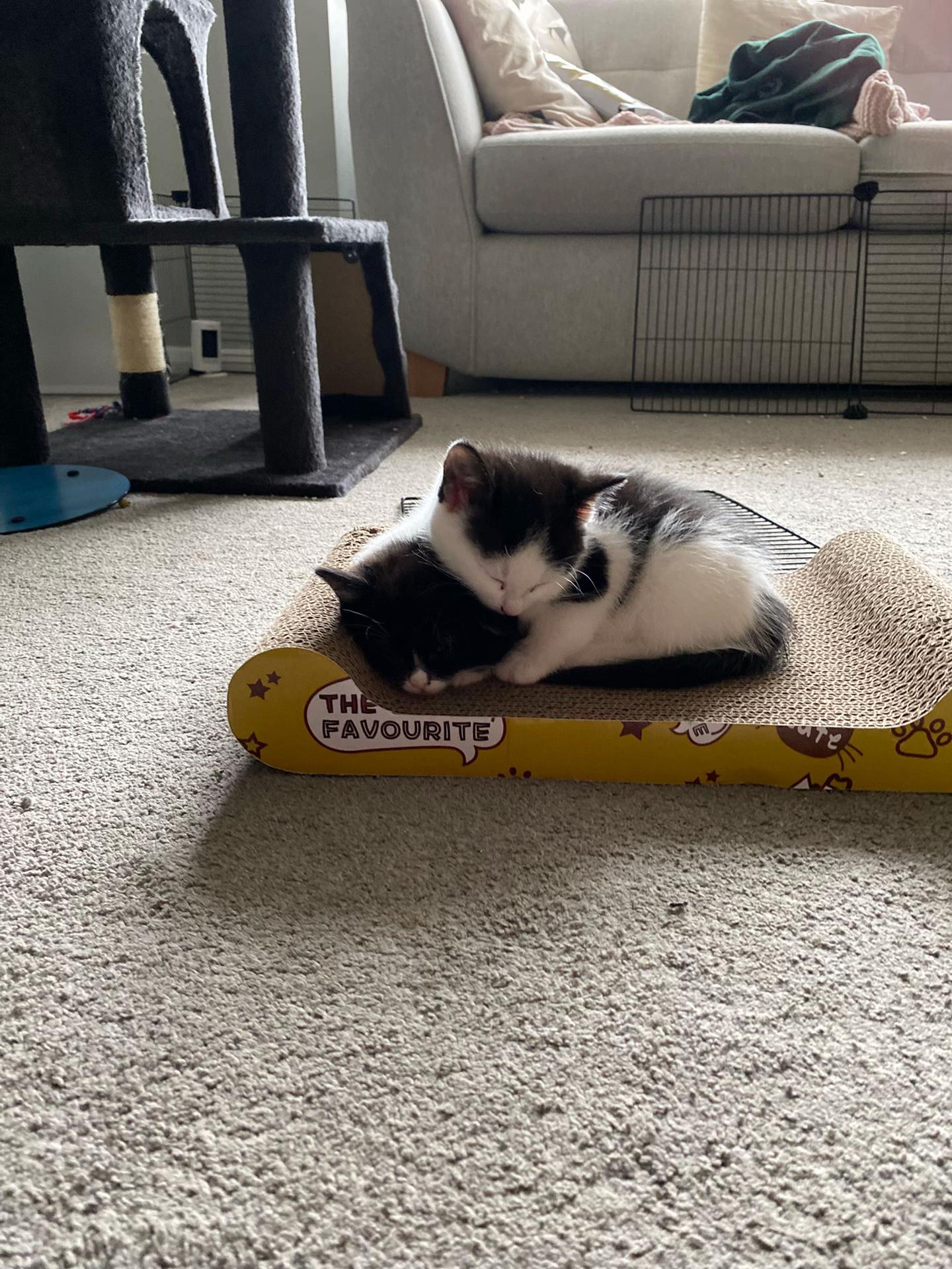 @Chloe Cat